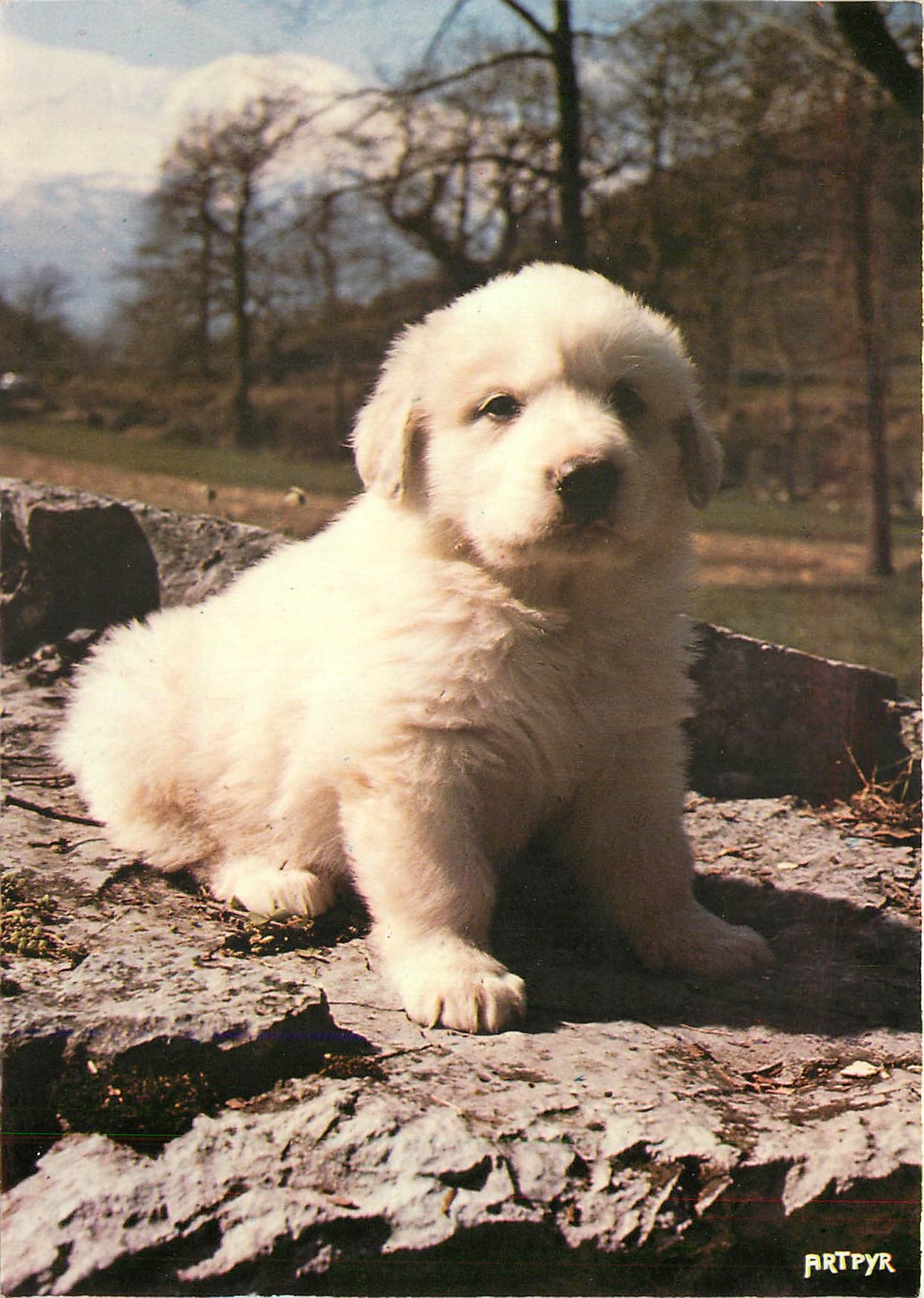 CPM Jeune Chien des Pyrenees Elevage de la Tour de Vidalos 