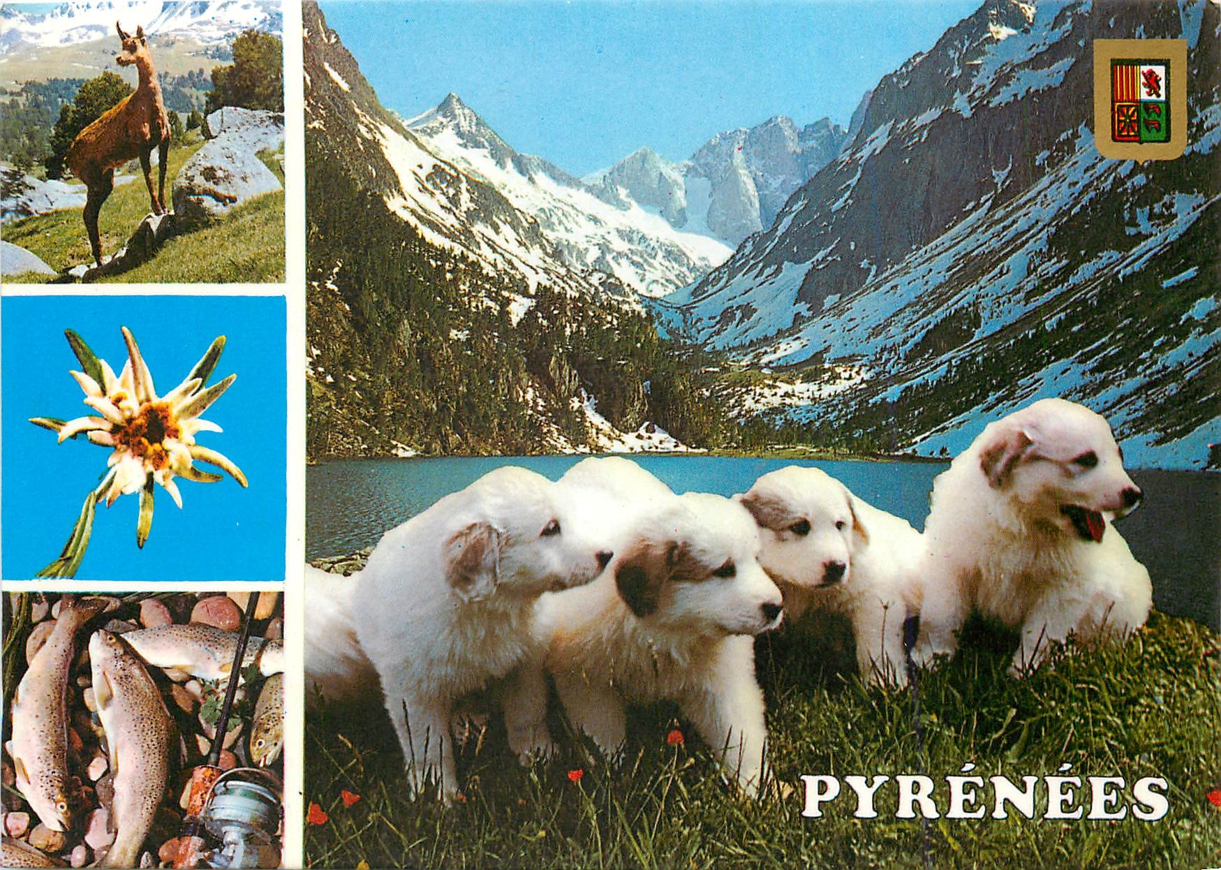 CPM Hautes Pyrenees Chiots des Pyrenees 