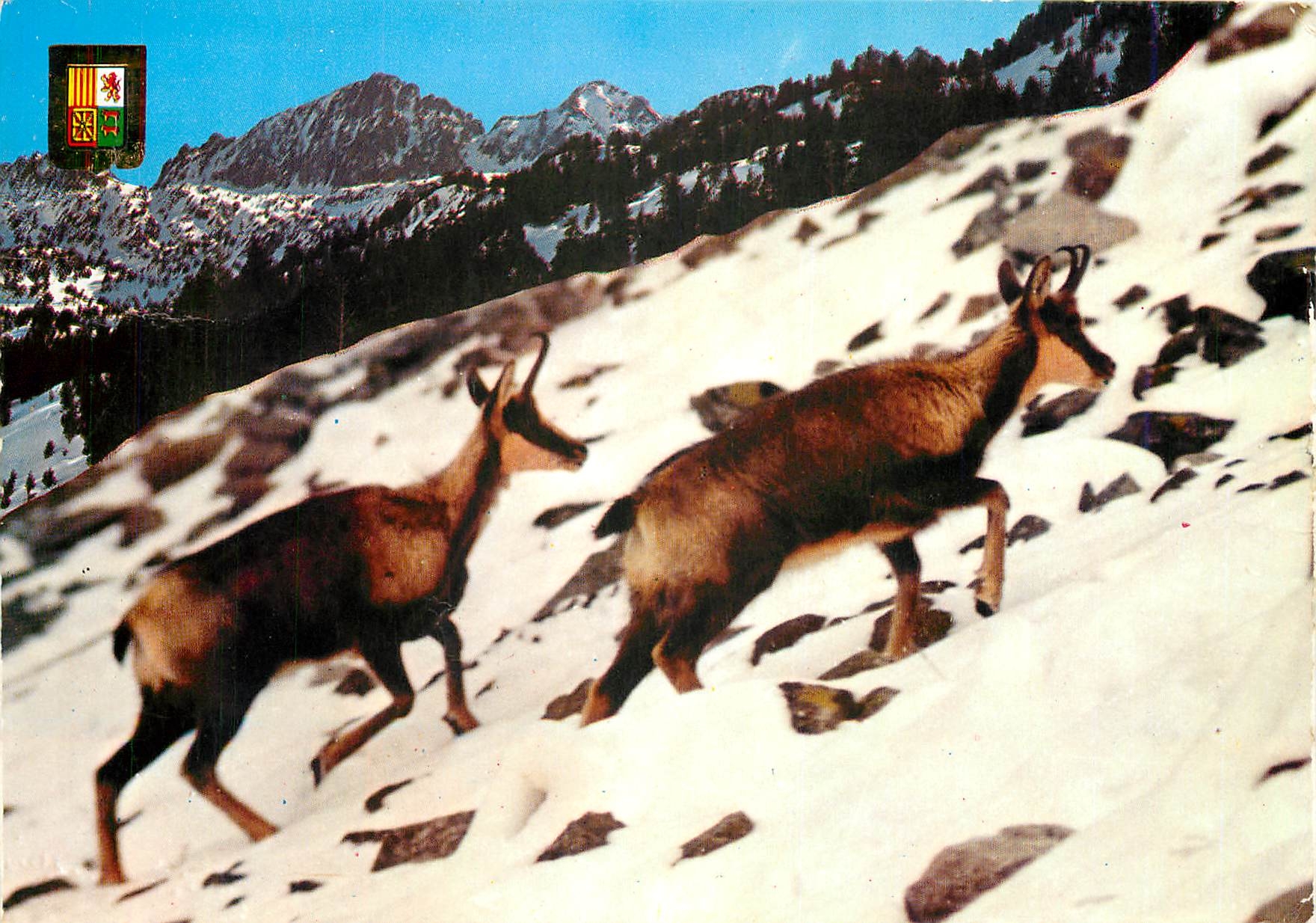 CPM Faune et Couleurs de la Montagne Isards en hiver 