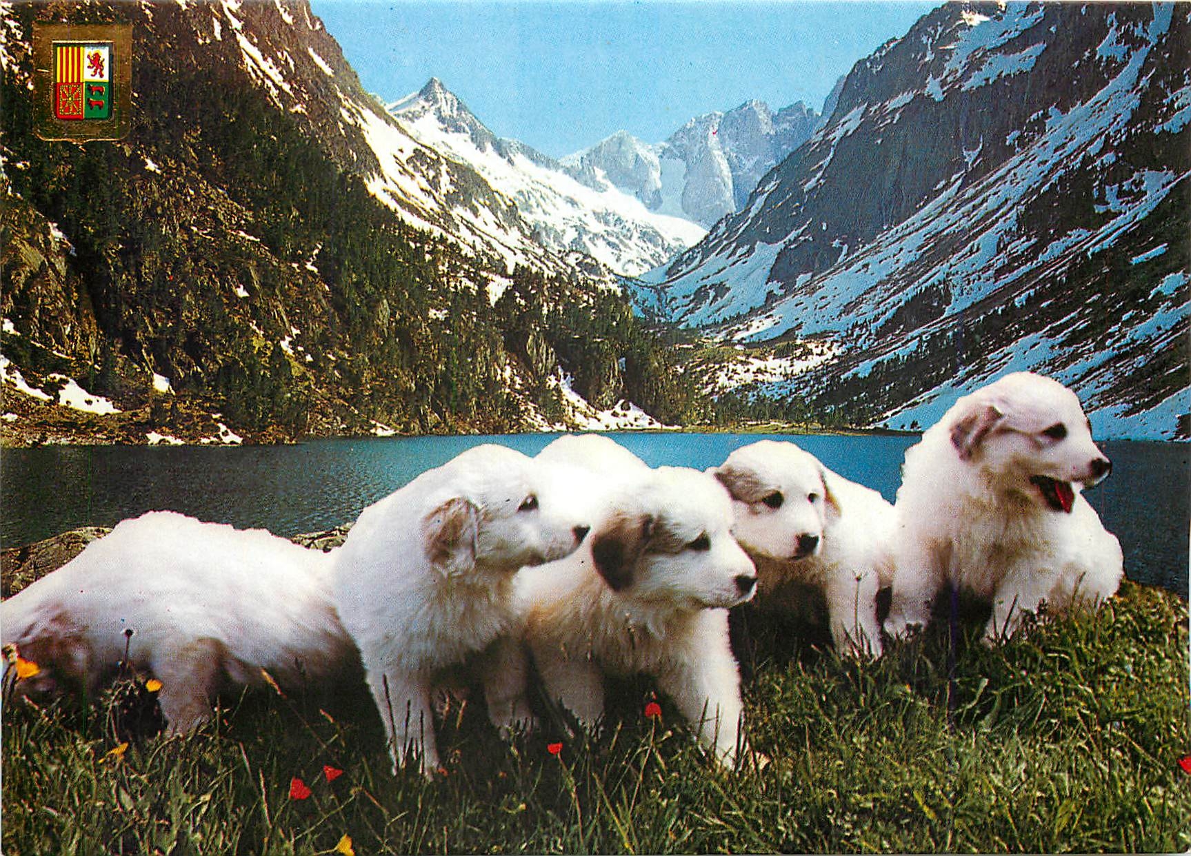 CPM Hautes Pyrenees Chiots des Pyrenees 