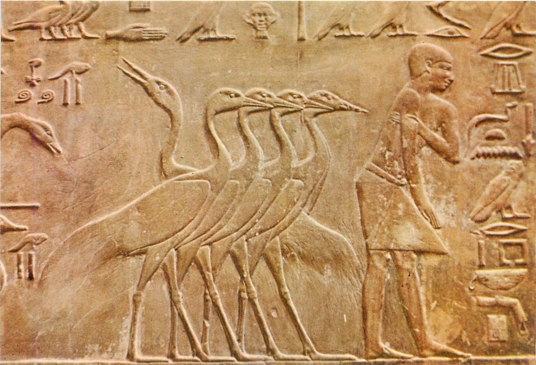 CPM Sakkara Ptah Hotep Mastaba Groupe merveilleux de grues 