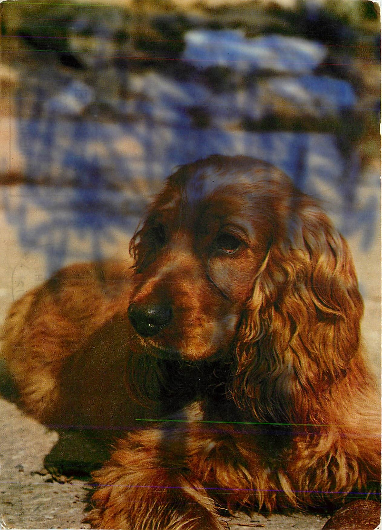 CPM Cocker Irlandais