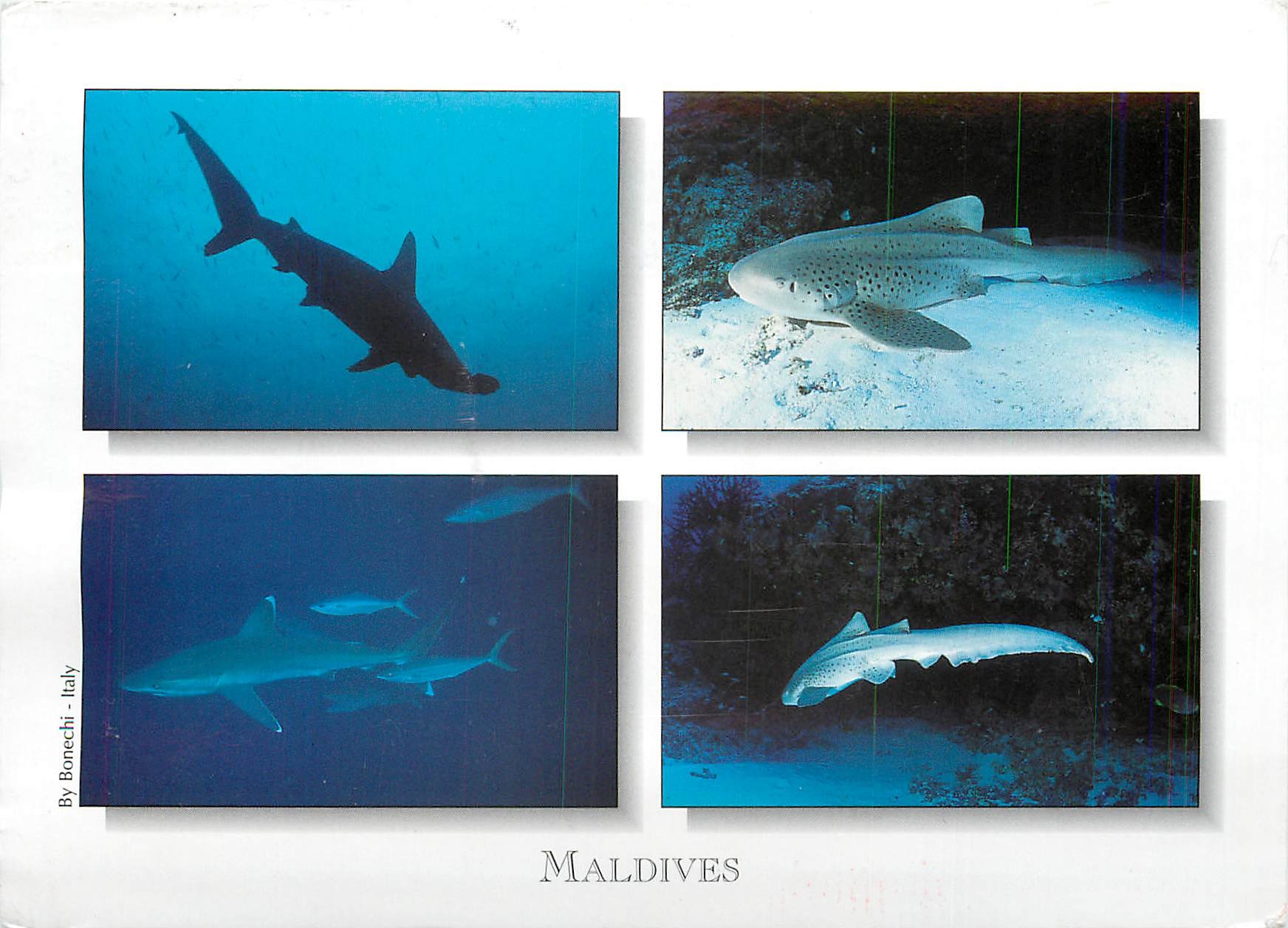 CPM Maldives Sharks Requins