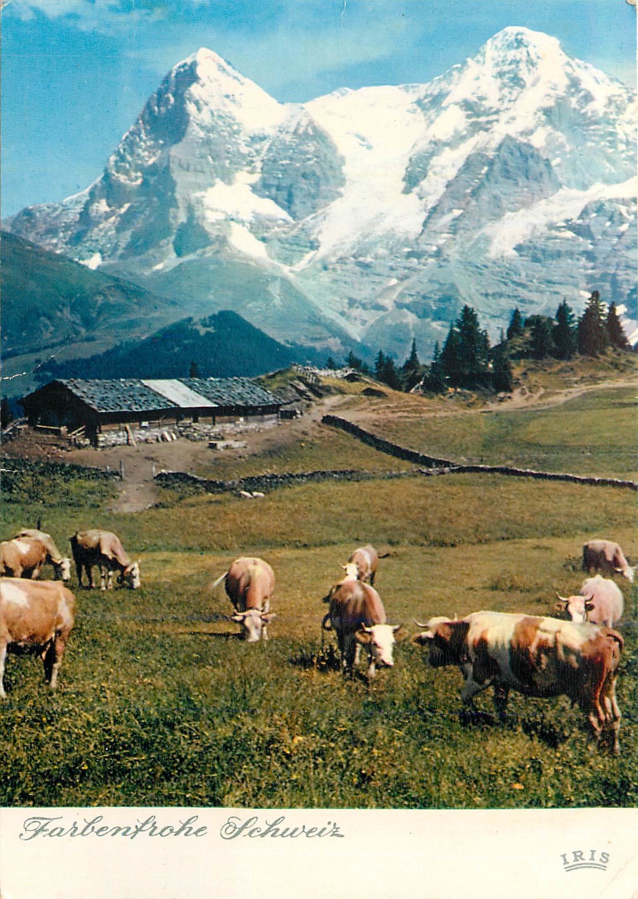 CPM Alp Oberberg bei Murren Vaches