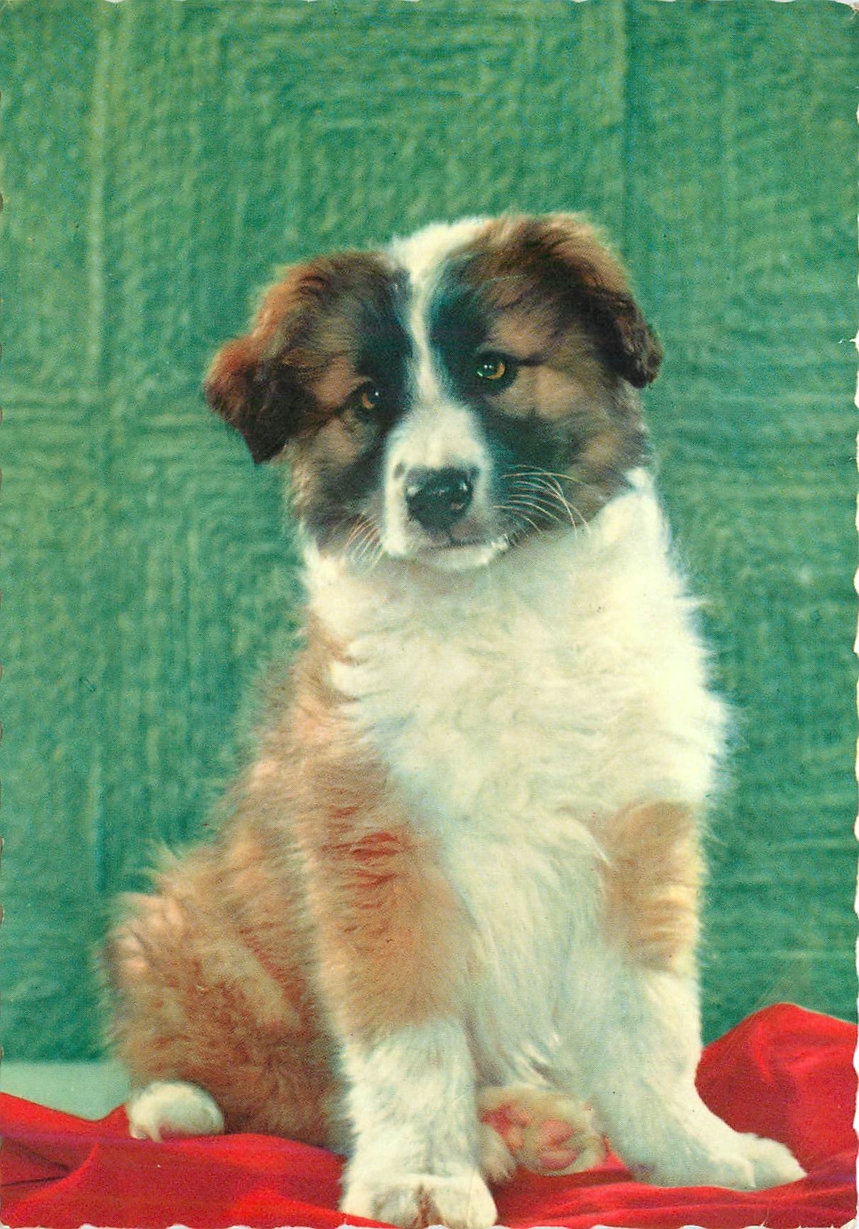 CPM Chien