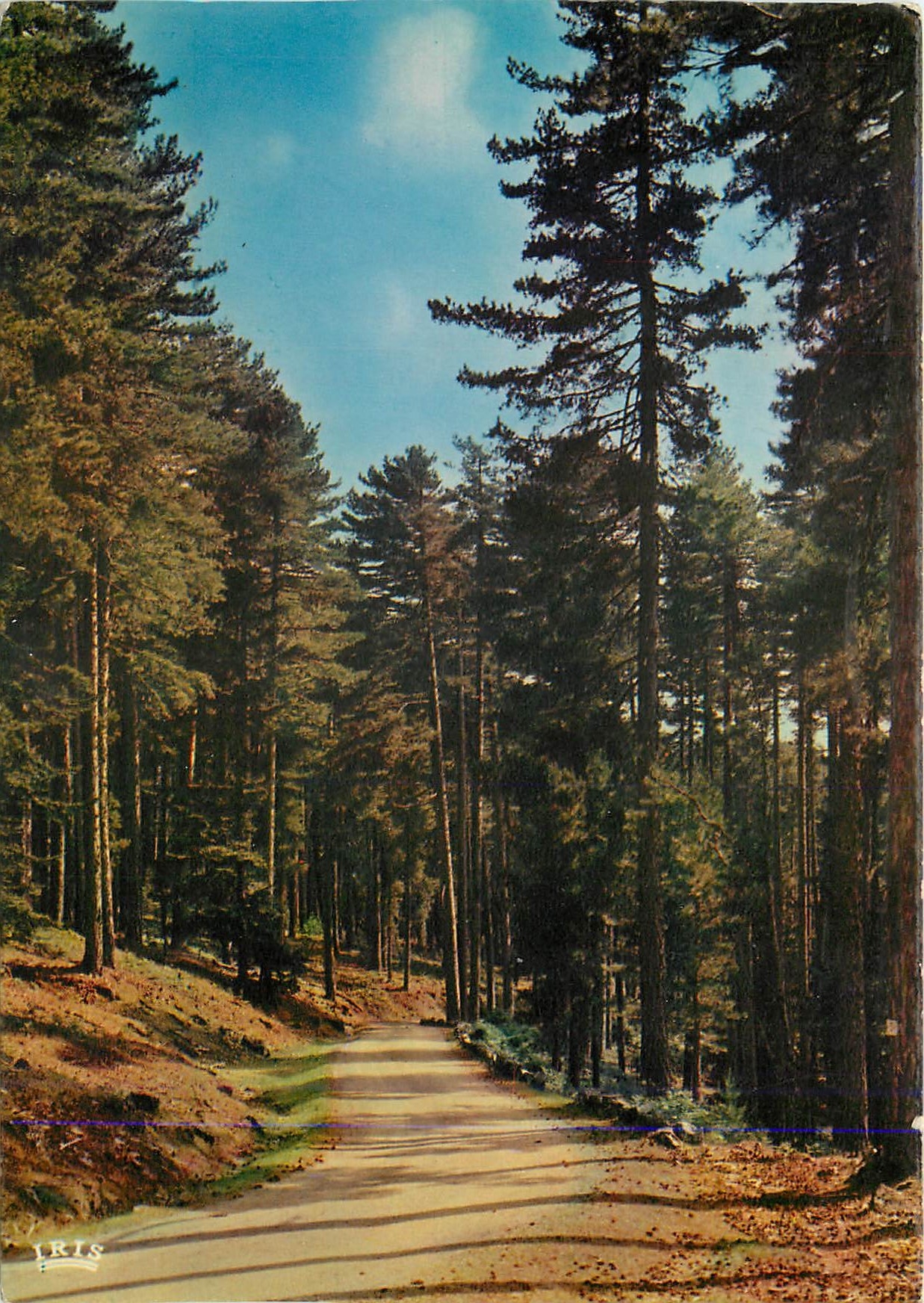 CPM Charmes et Couleurs de la Corse Evisa Foret d'Aitone 