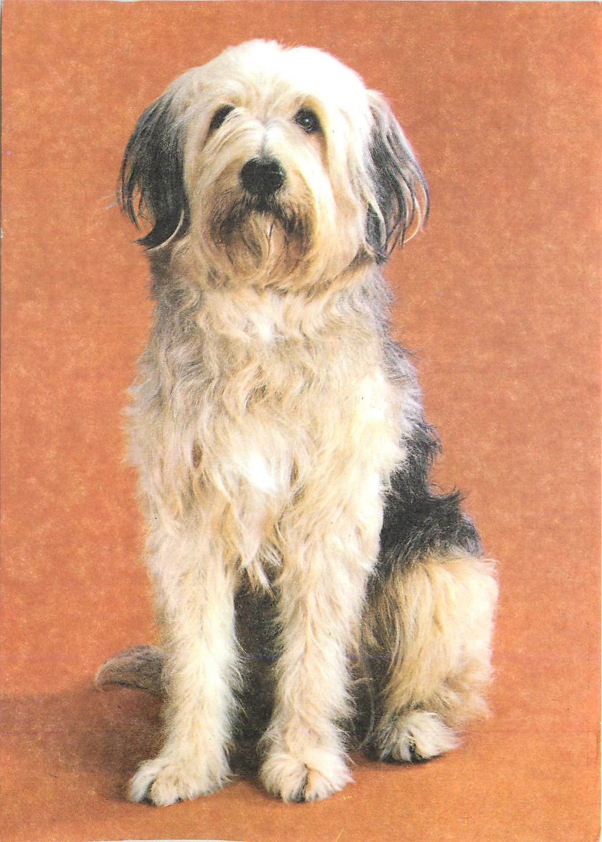 CPM Chien