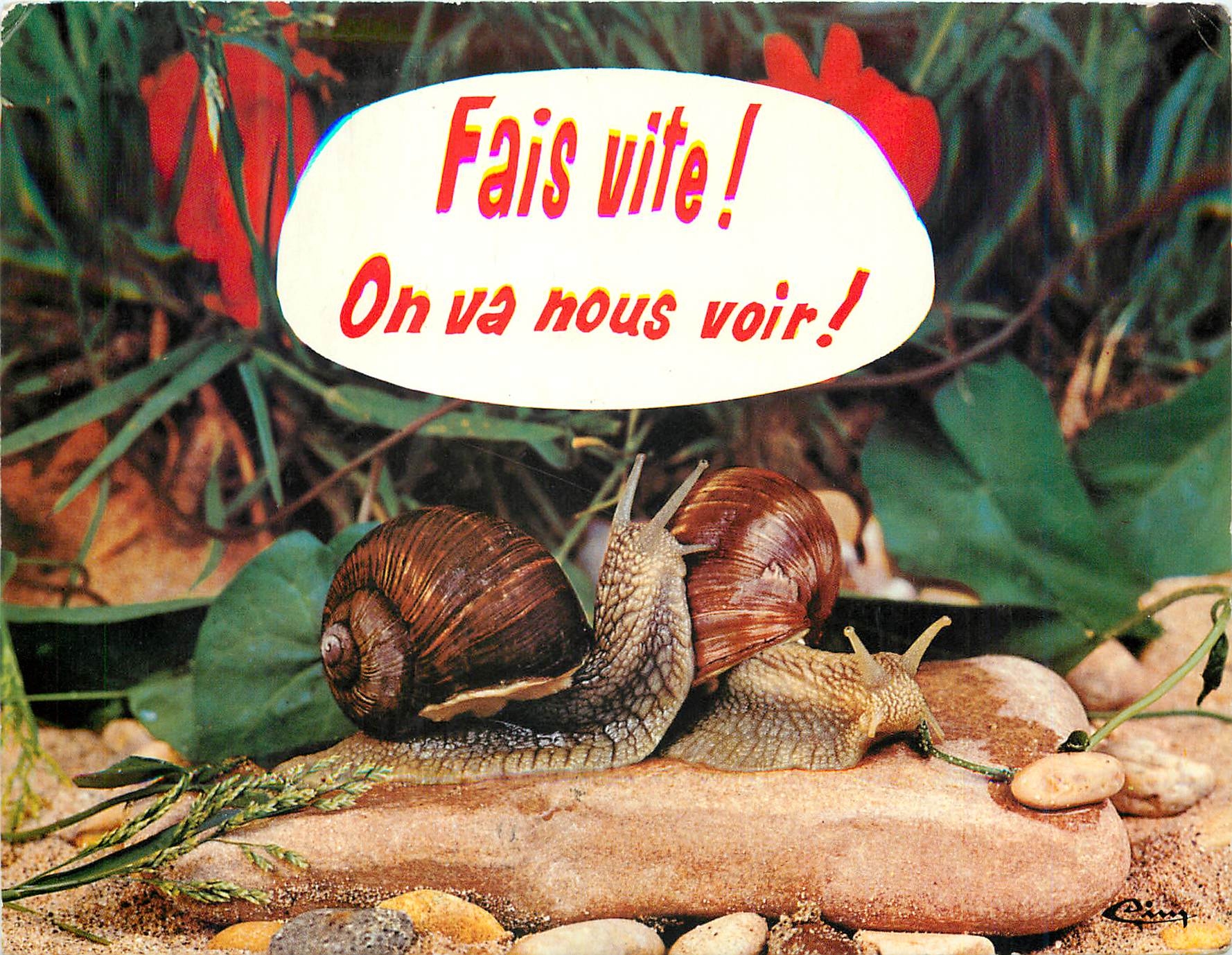 CPM Animaux humoristiques La petite bete qui monte Escargot