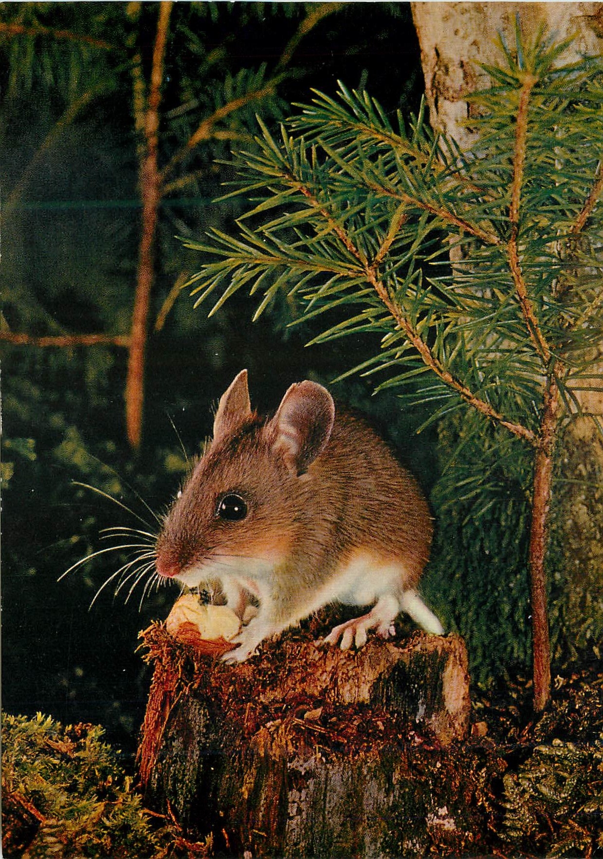 CPM Souris 