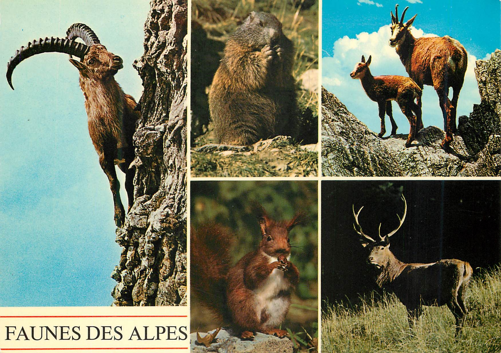 CPM Schweiz Bouquetin Marmotte Chamois Ecureuil 