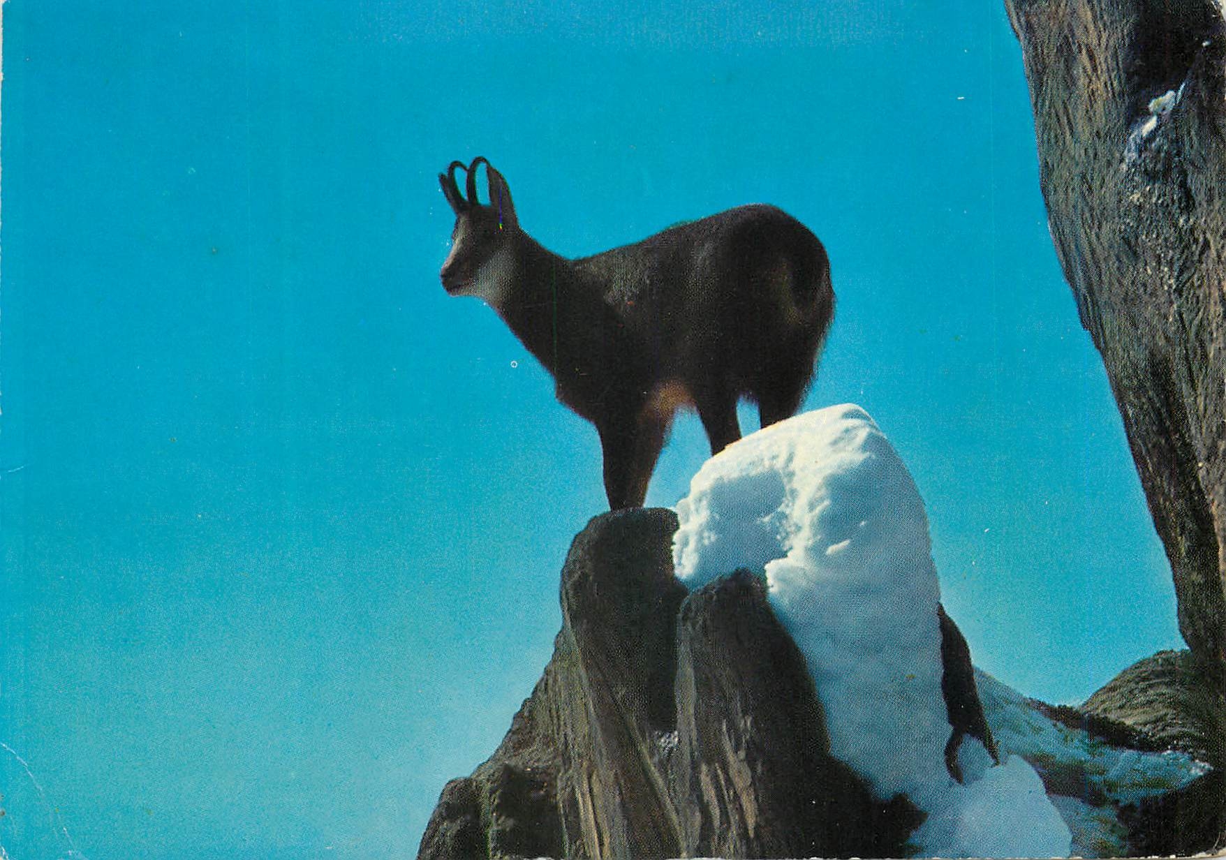 CPM Chamois 