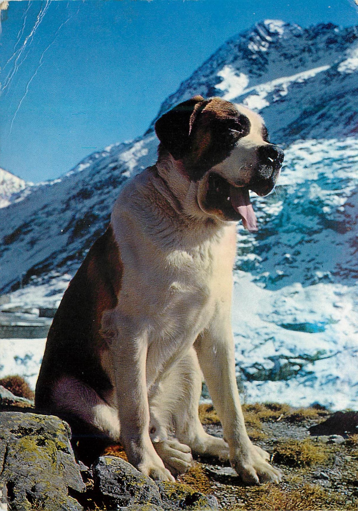 CPM Chien du Grand Saint Bernard 
