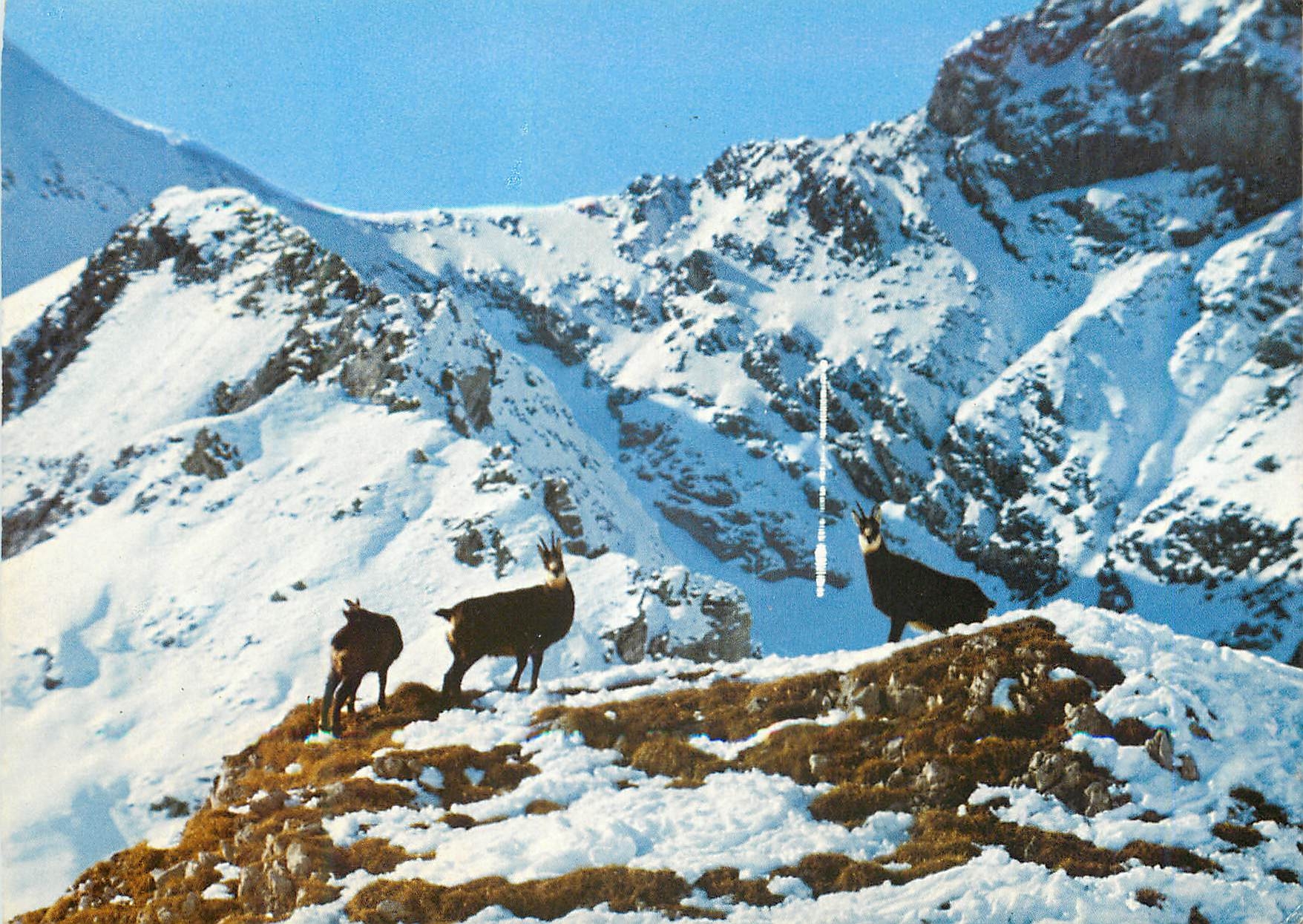 CPM Chamois 
