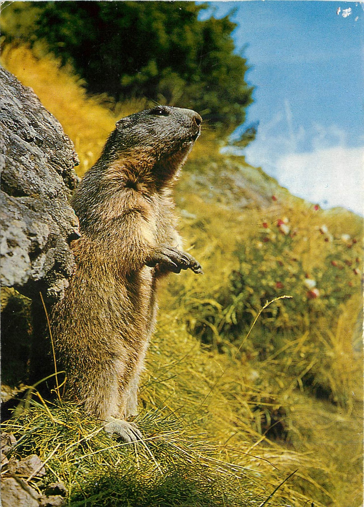 CPM Marmotte 