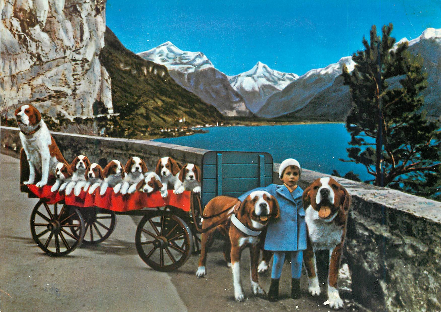 CPM Schweiz Am Vierwaldstattersee Saint Bernard Chiens