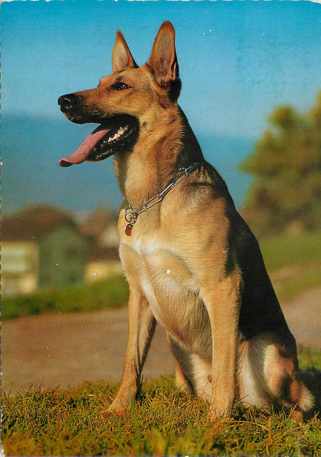 CPM Berger d Alsace Chien