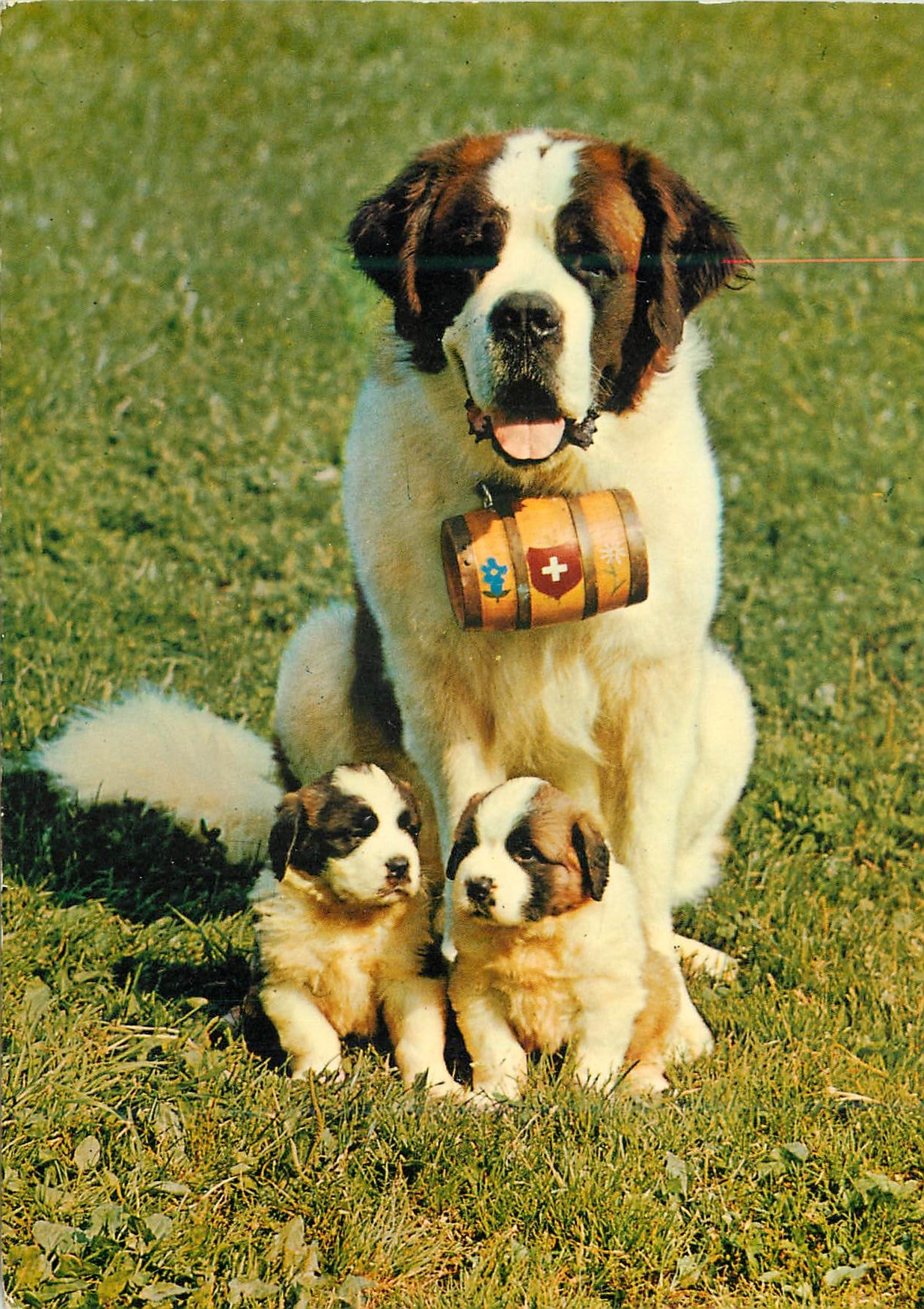 CPM St Bernhards Zwinger vom Sauliamt Chiens