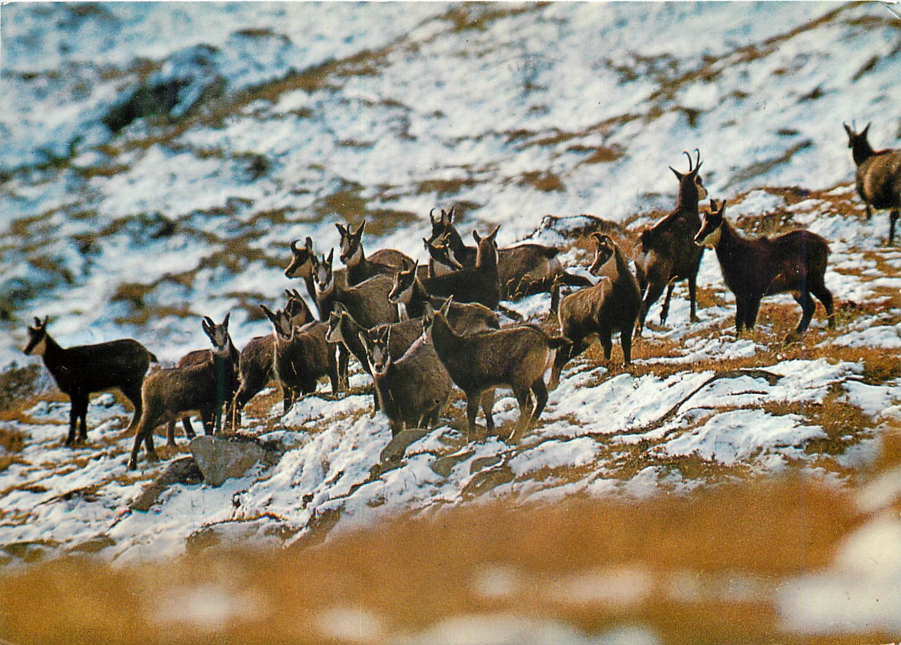 CPM Chamois 