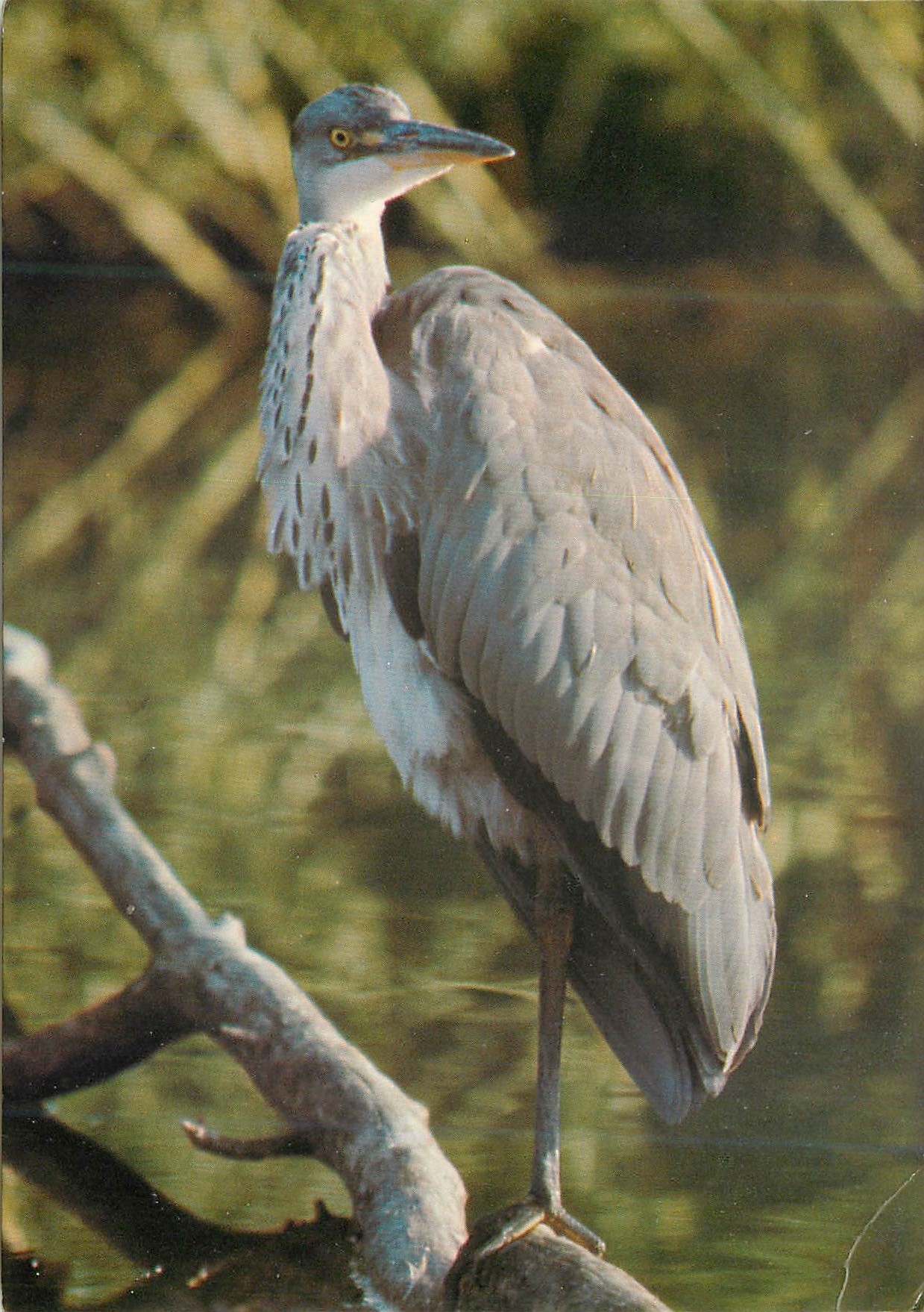 CPM Heron cendre 