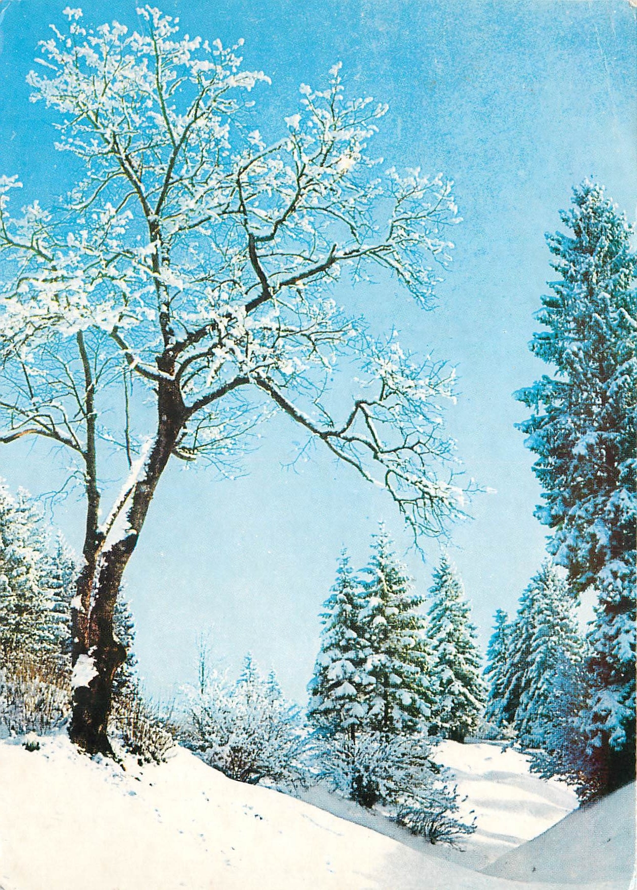 CPM Arbre sous la neige