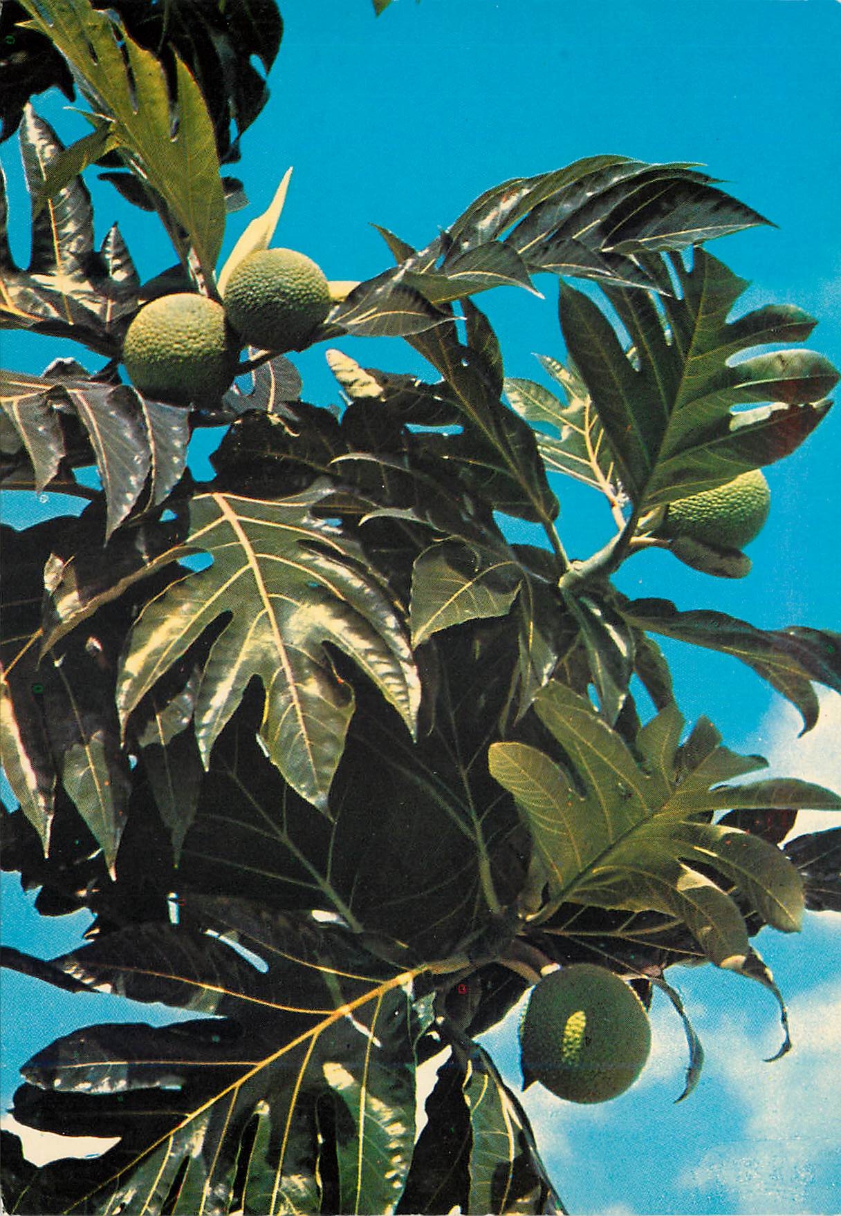 CPM Saint Barthelemy Fruits a pain