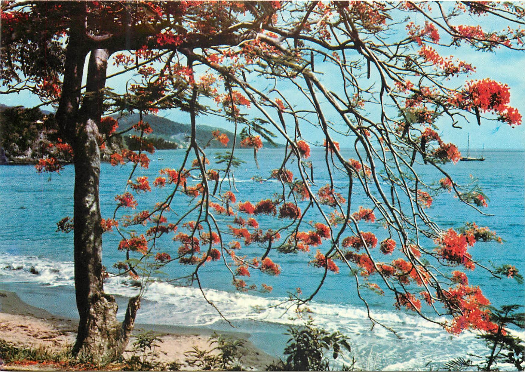 CPM Saint Barthelemy Rideau de flamboyants