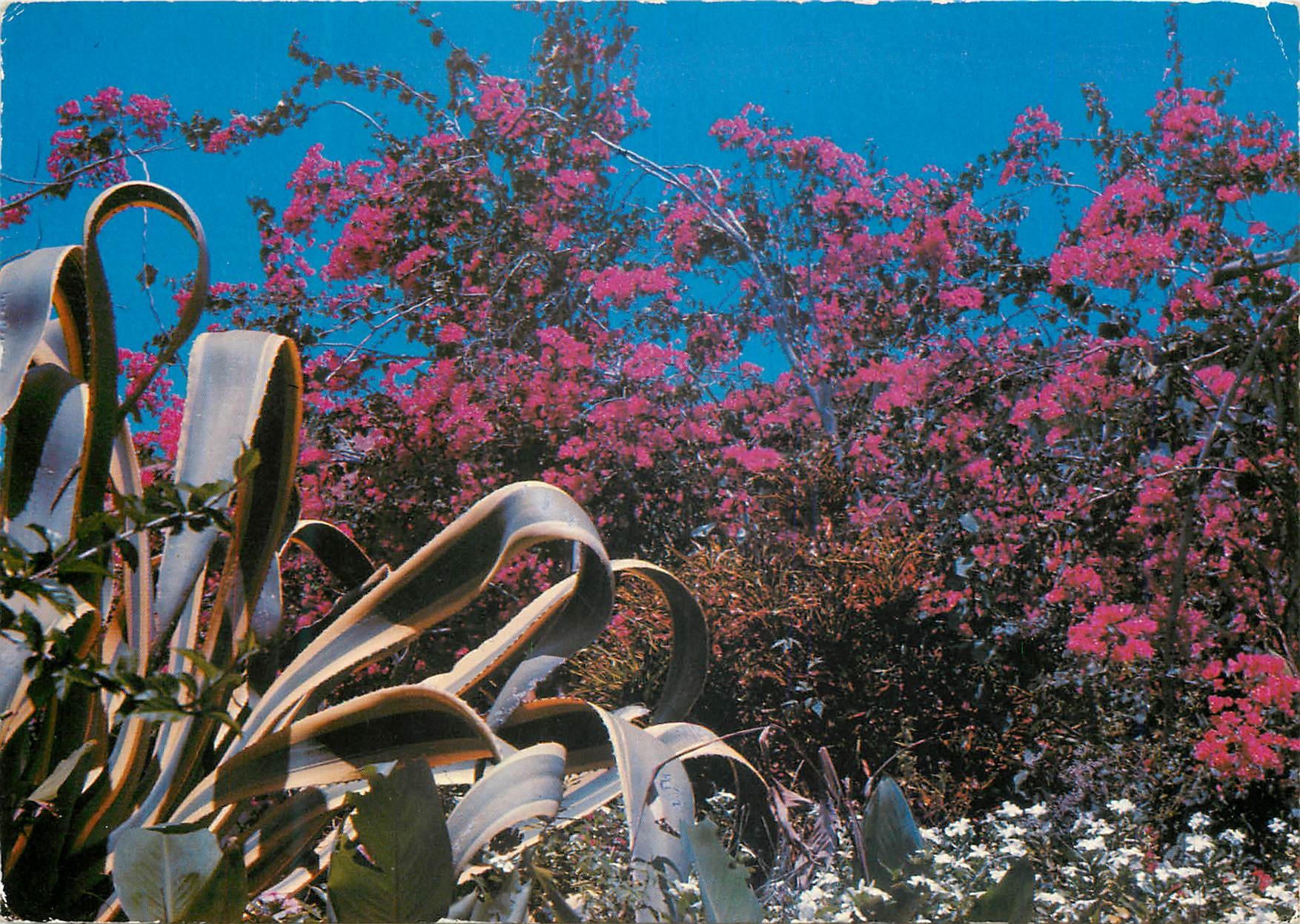 CPM Saint Barthelemy Bougainvilliers et epee