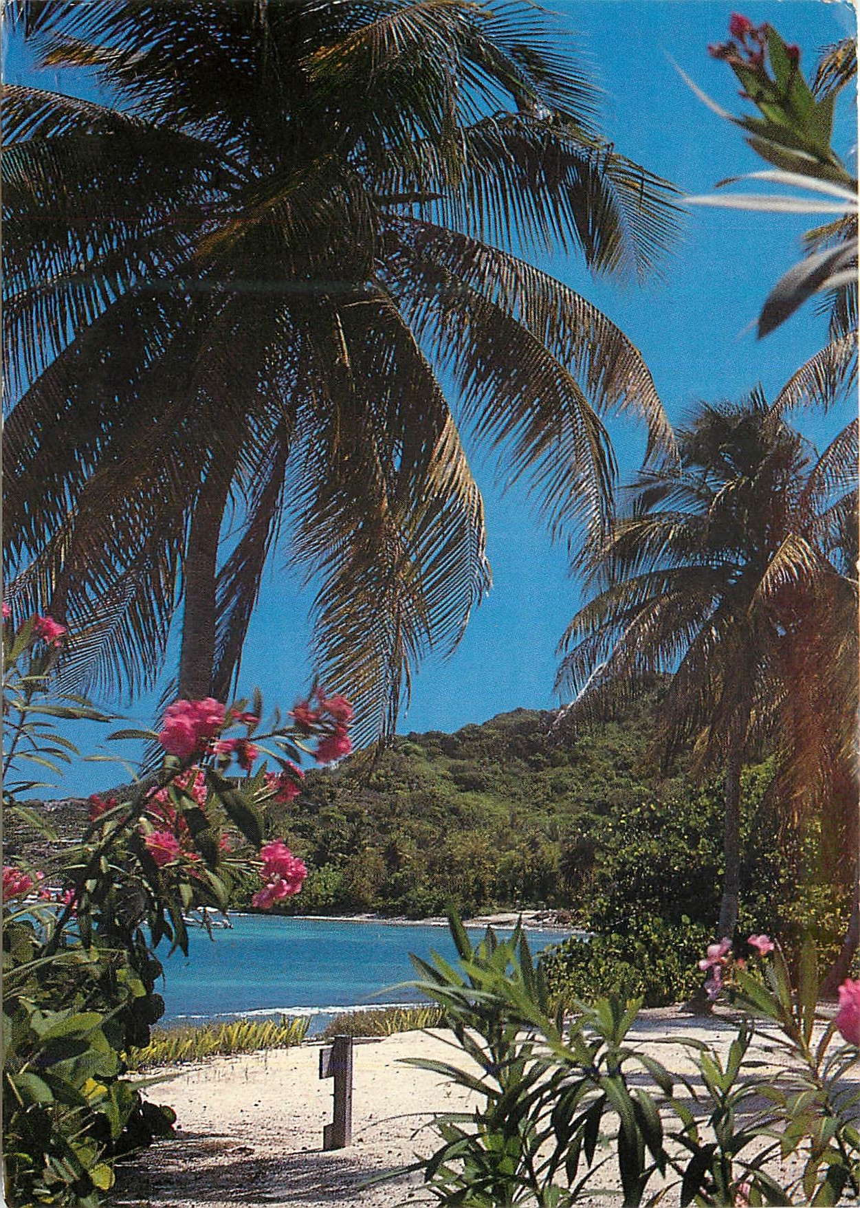 CPM Saint Barthelemy Cocotier et Fleurs sur plage