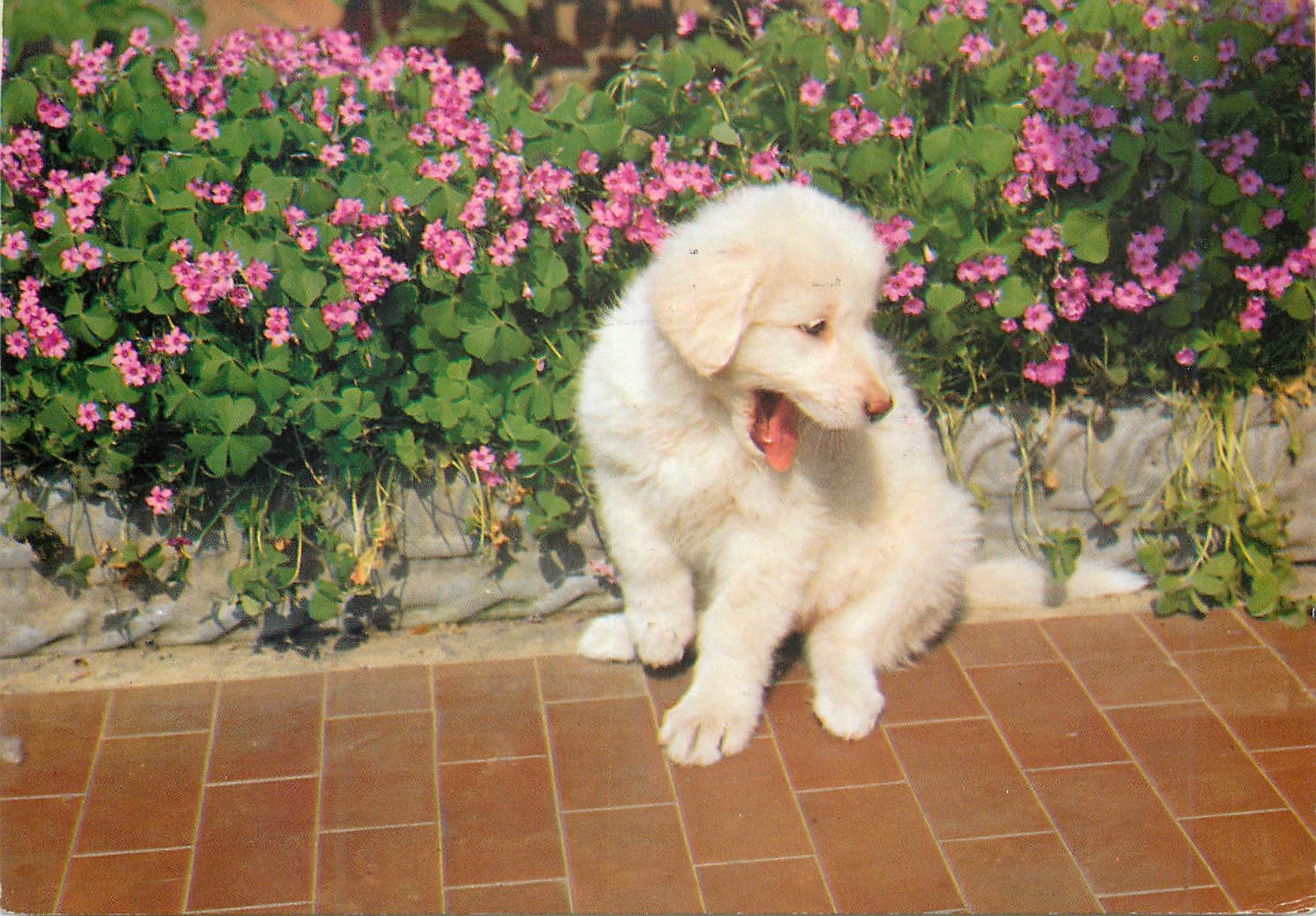 CPM Chien Chiot