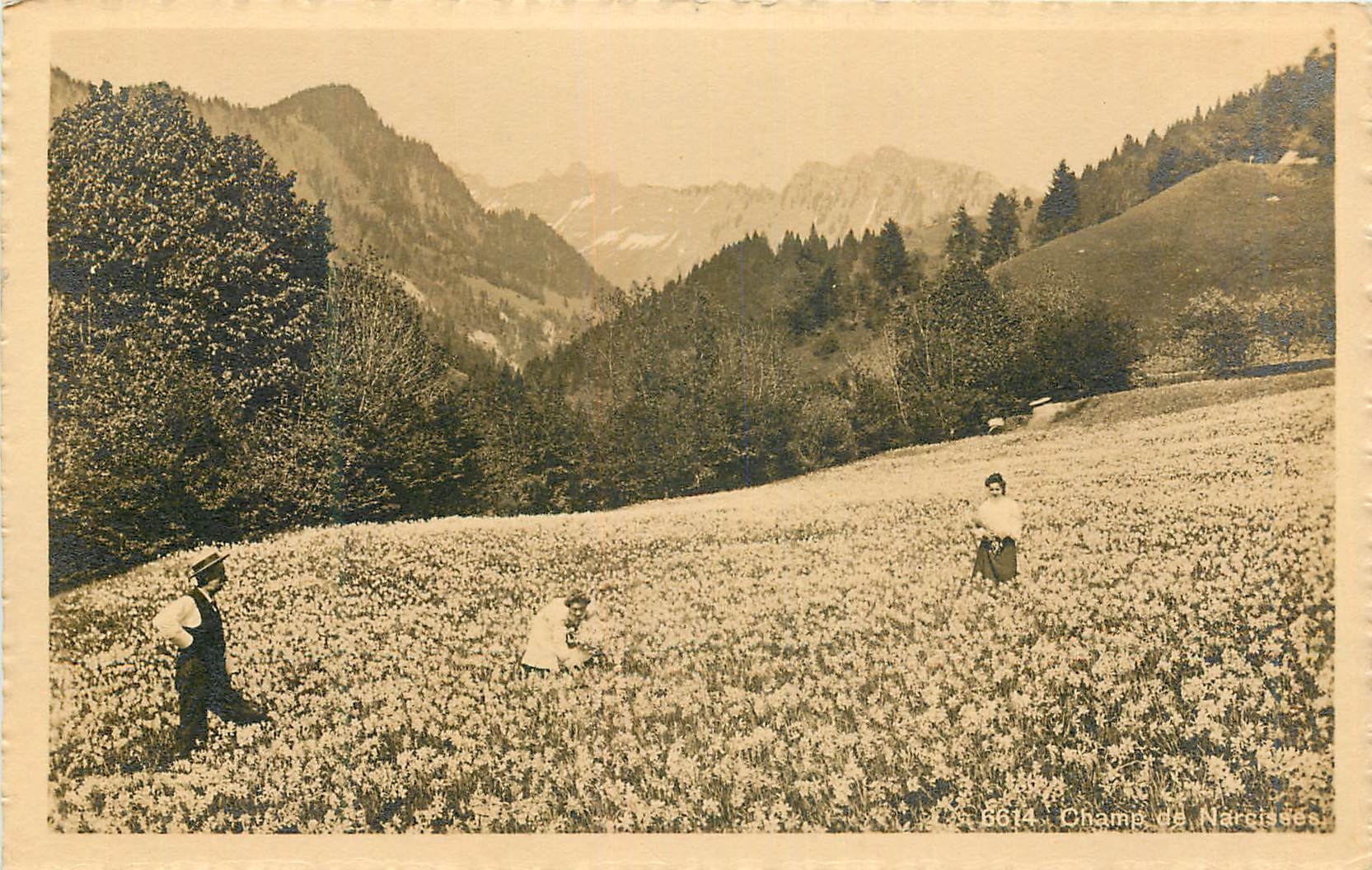 CPA Champ de Narcisees 