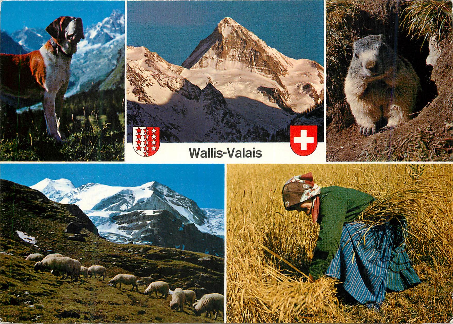 CPM Valais Chien Marmotte