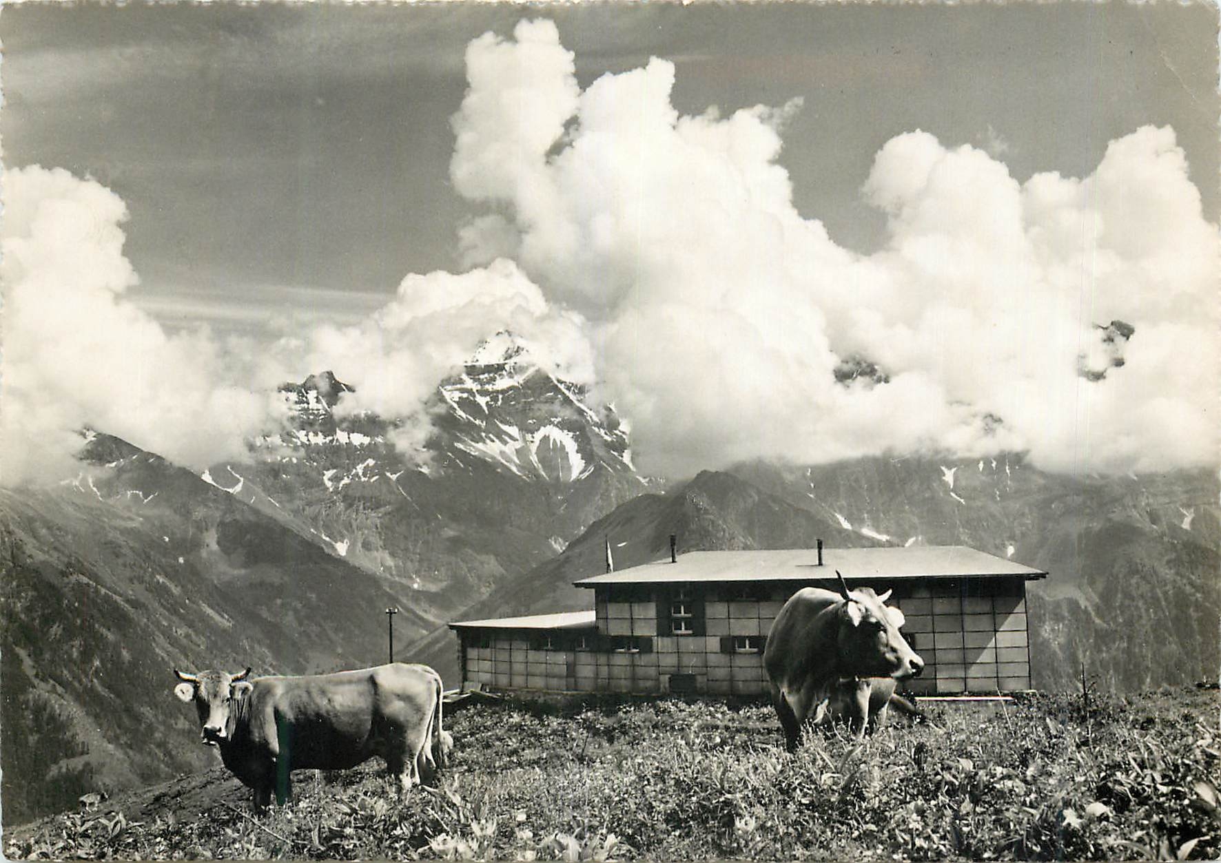 CPM Suisse 1800 m u M sommet und winterbeieb Vaches