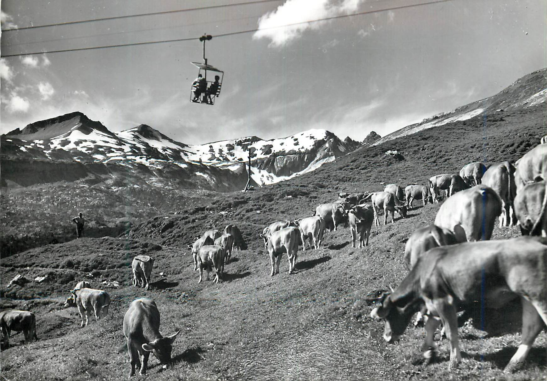CPM Le Landeron (NE) Vaches