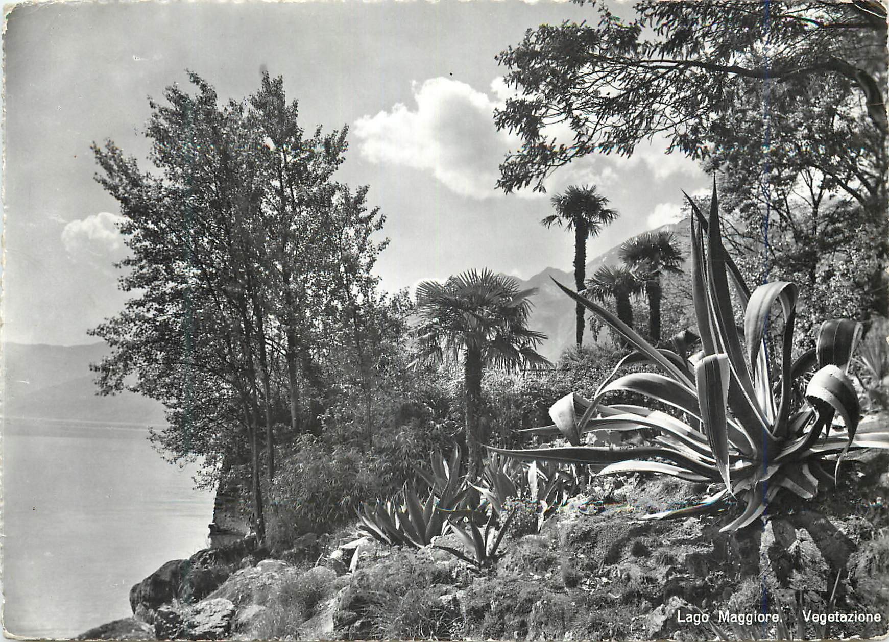 CPM Lago Maggiore Vegetazione