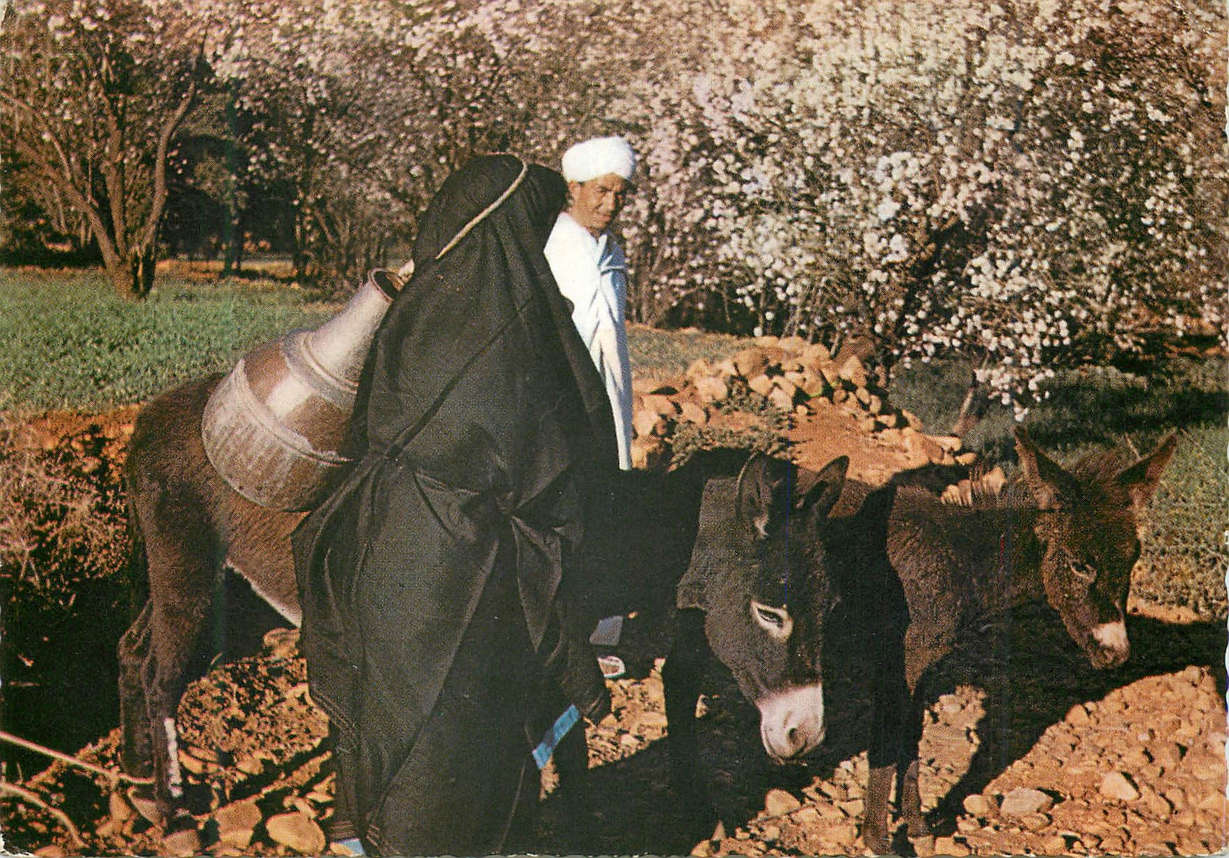 CPM Le Maroc Pittoresque Tafraout Ane Donkey