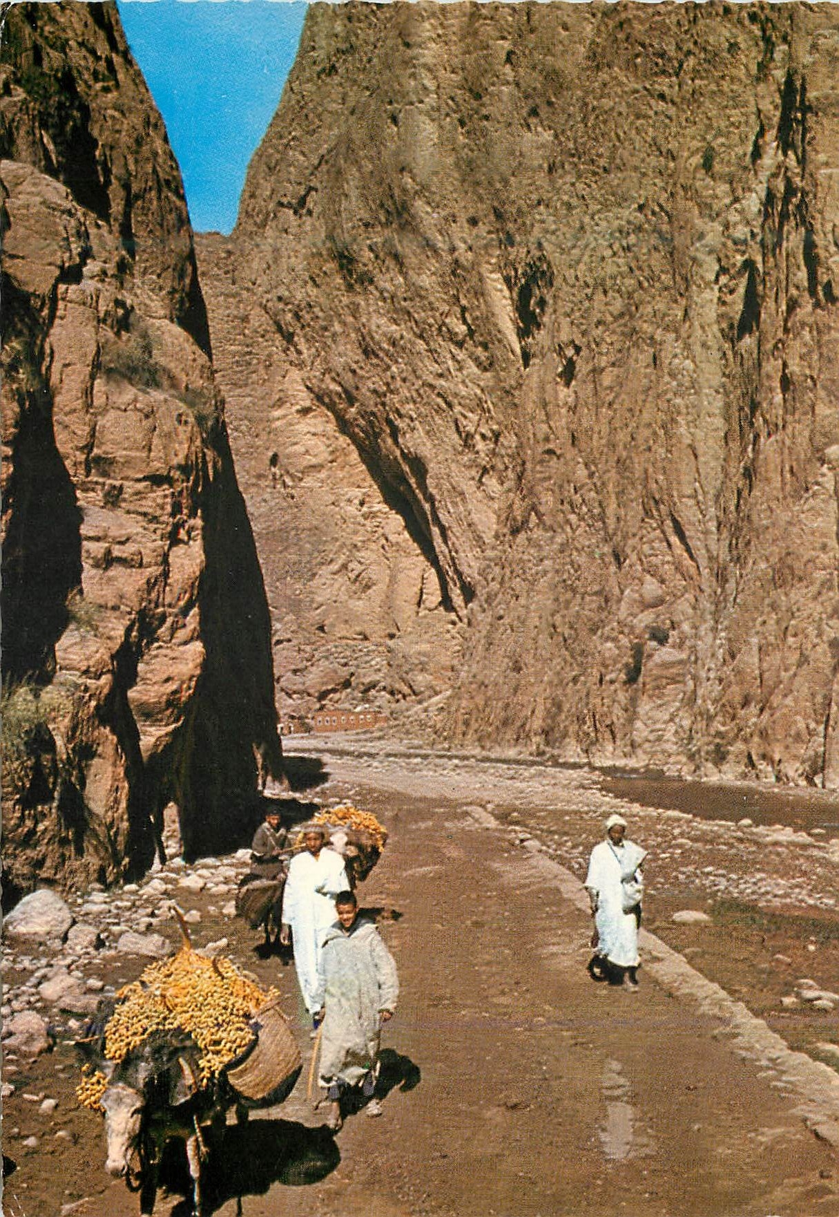 CPM Le Maroc Pittoresque Tinerhir Ane Donkey