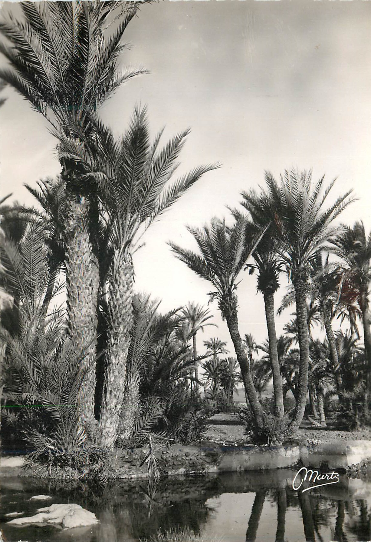 CPM Paysage du Sud Marocain 