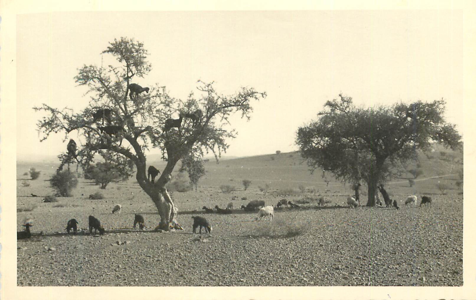 CARTE PHOTO Maroc Chevres noires Sud d'Agadir
