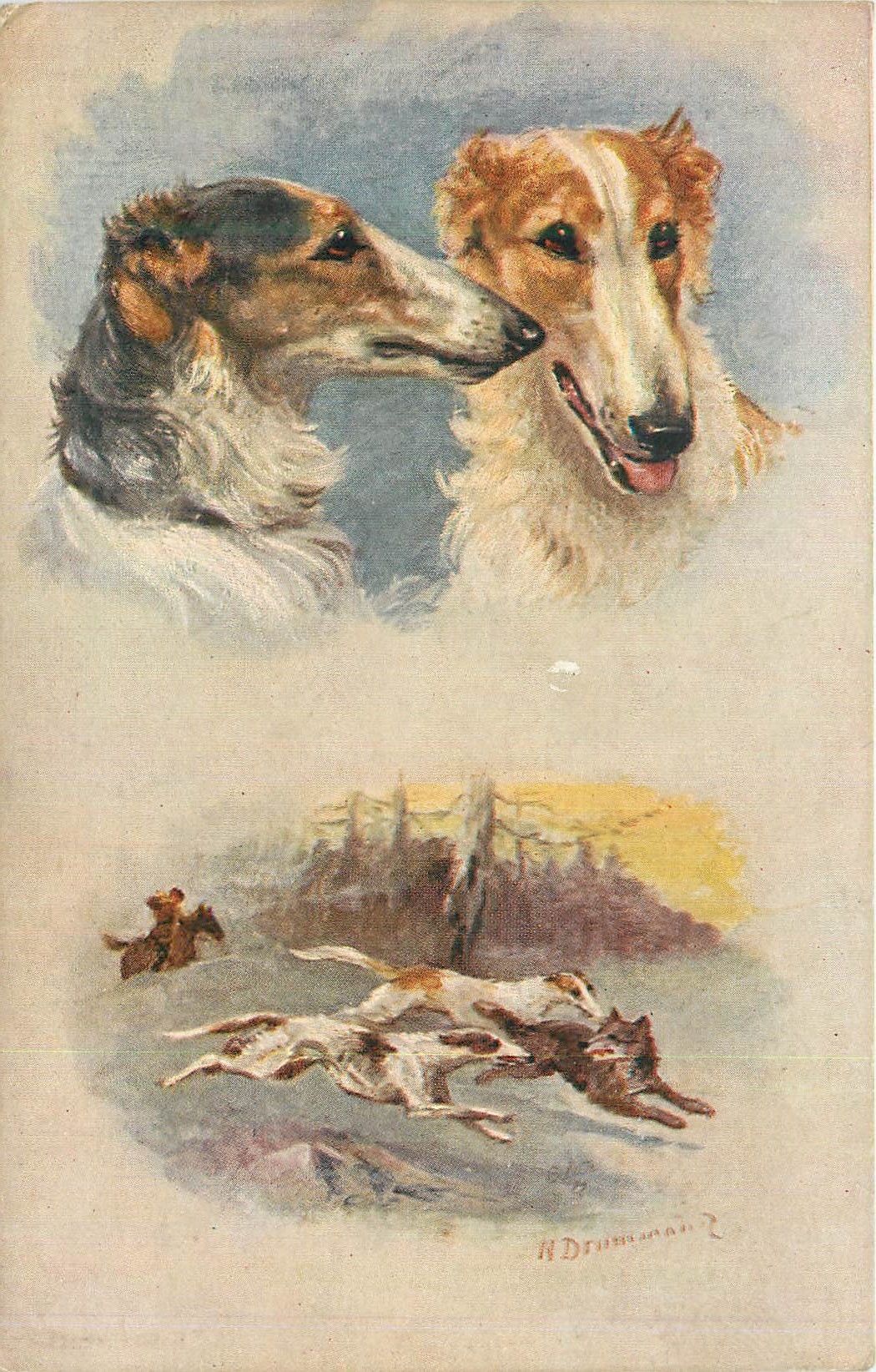 CPA Russian borzoi (wolf hound)