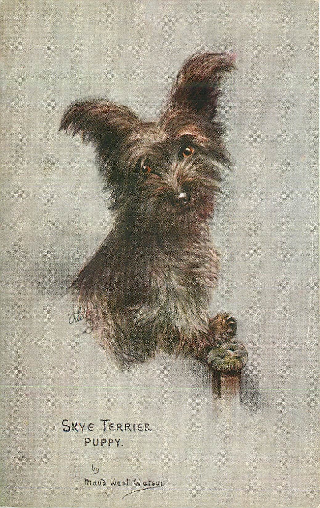 CPA Skye terrier puppy