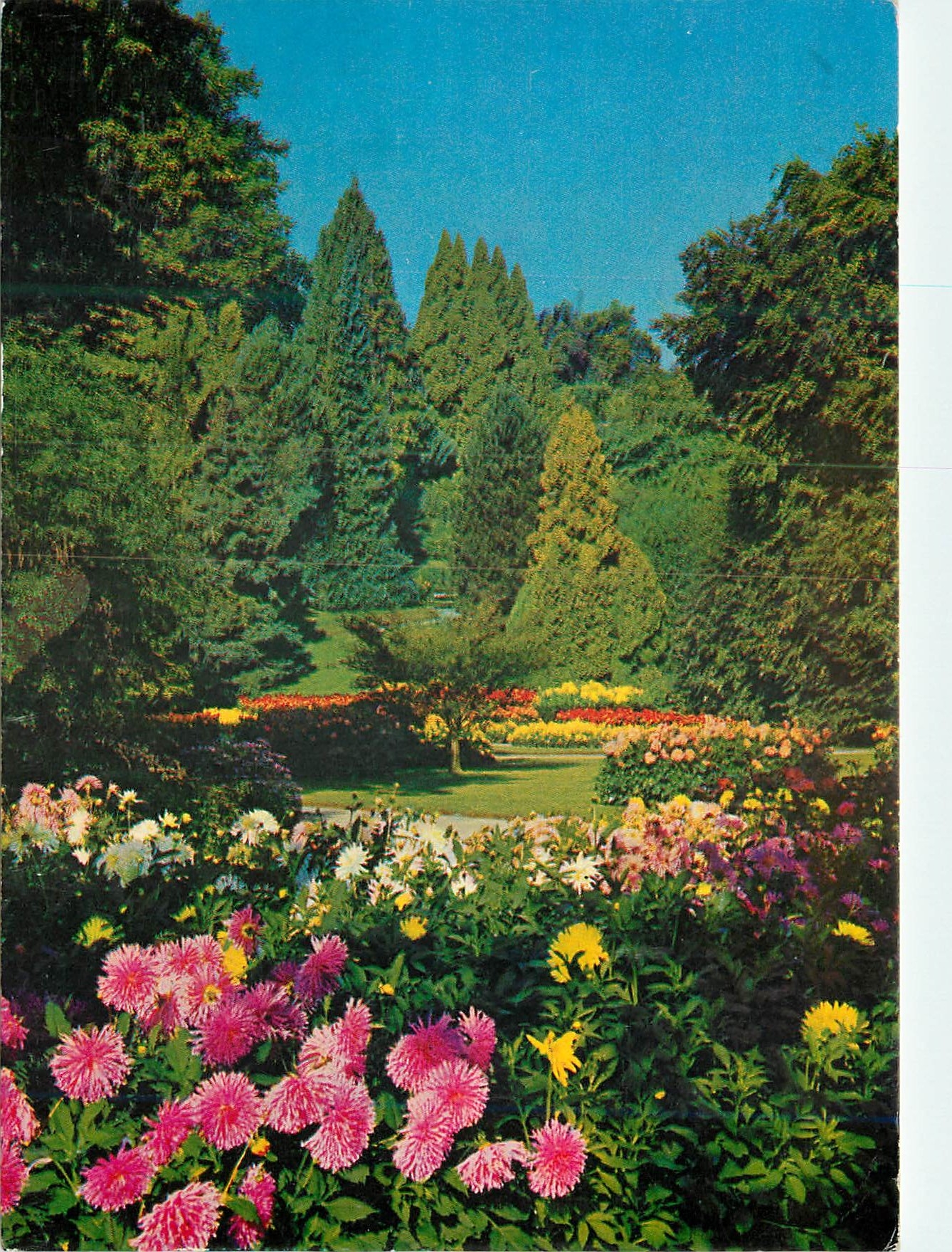 CPM Dahlien und Koniferen