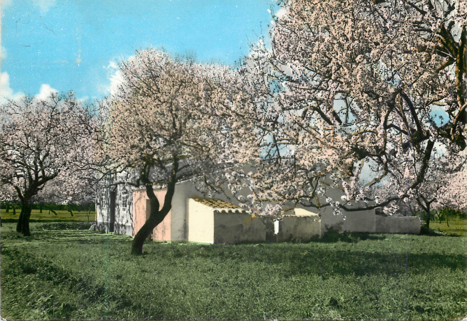 CPM Amendoeiras em Flor Algarve