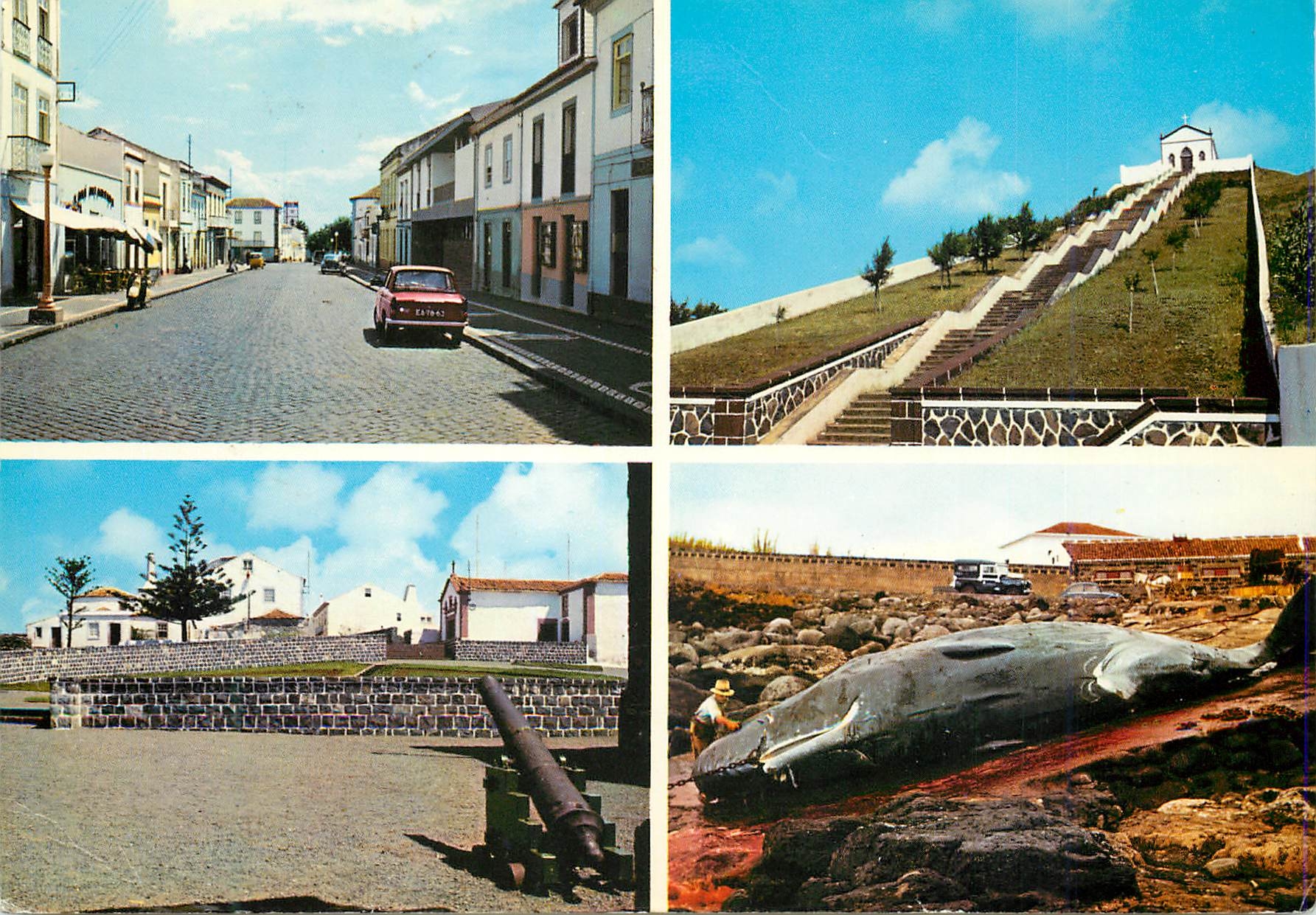 CPM Santa Maria Panorama Baleine
