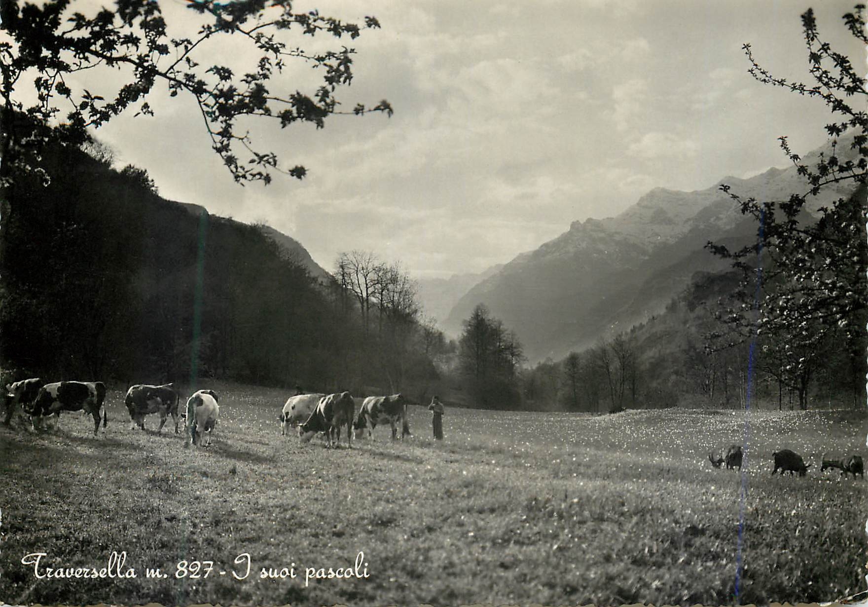 CPM Traversella m 827 I Suoi Pascoli