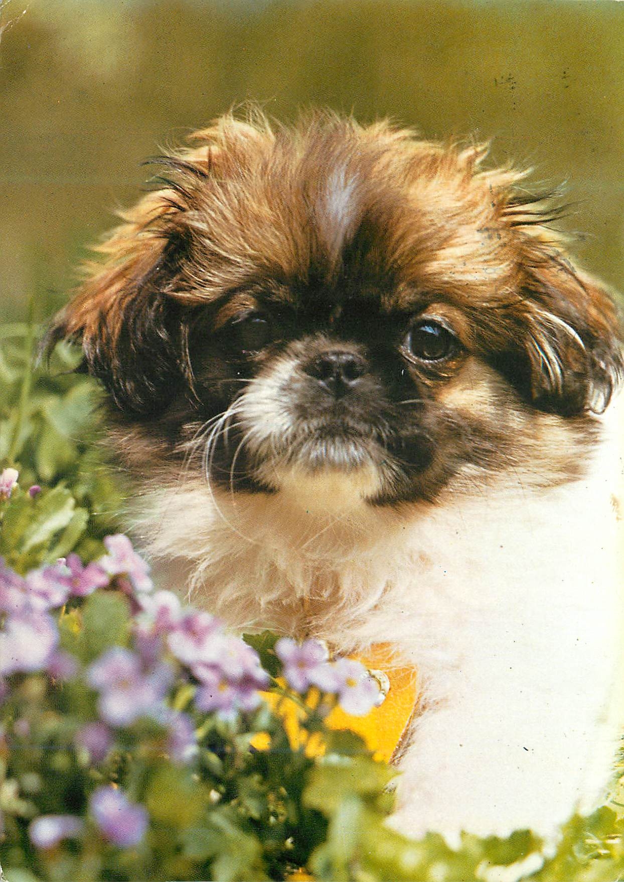 CPM Fotokunst Groh Munchen Chien