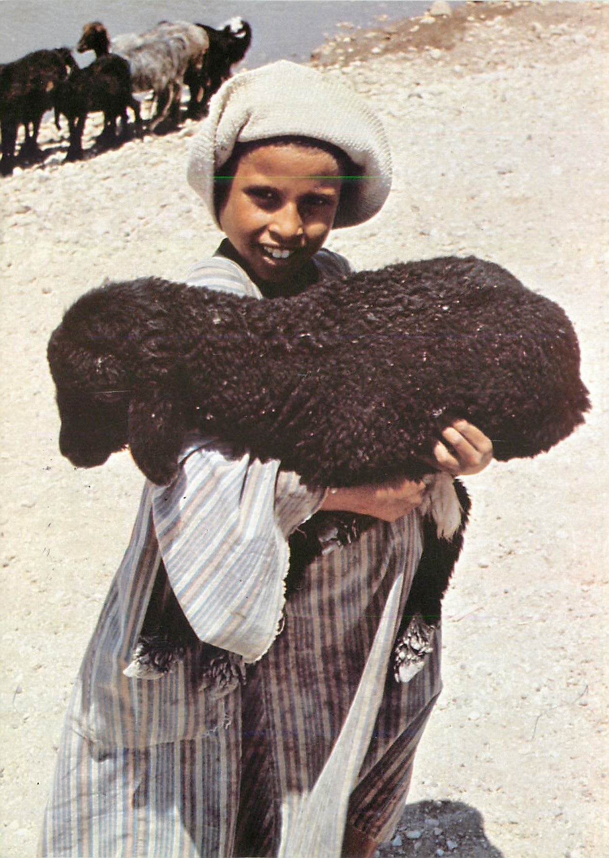 CPM Enfant Mouton