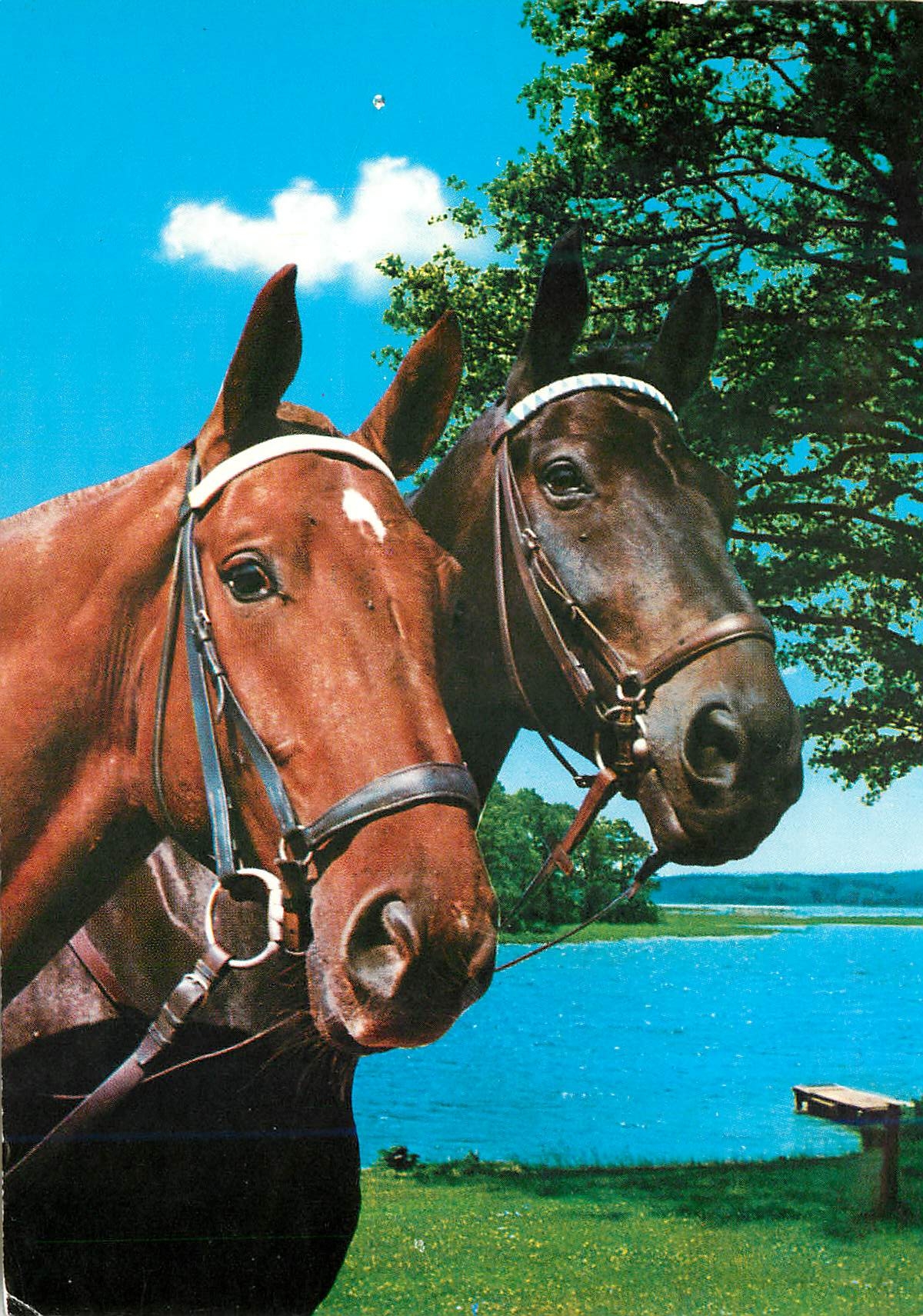 CPM Chevaux