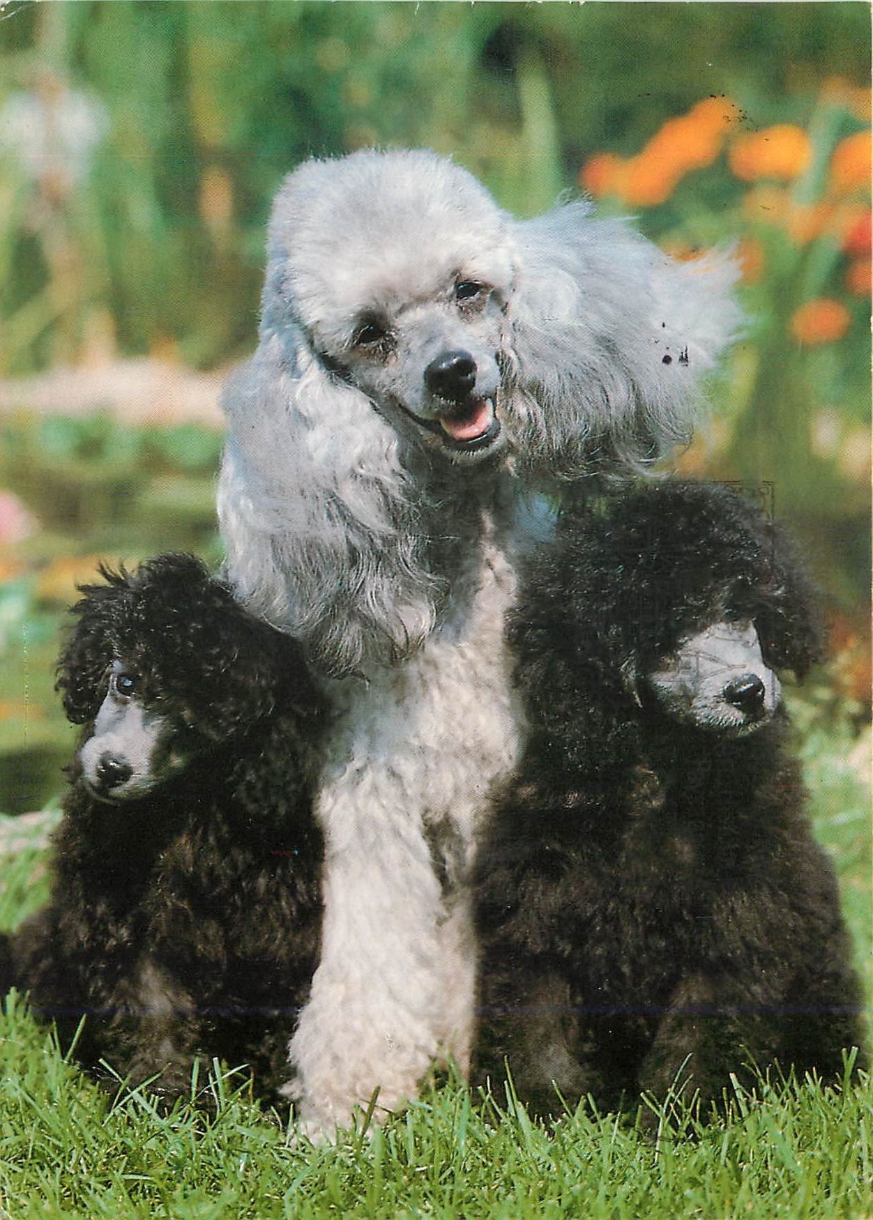 CPM Freiburg Caniche avec chiots