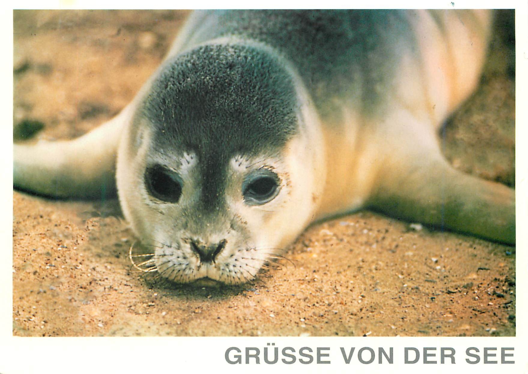 CPM Grusse von der see Phoque