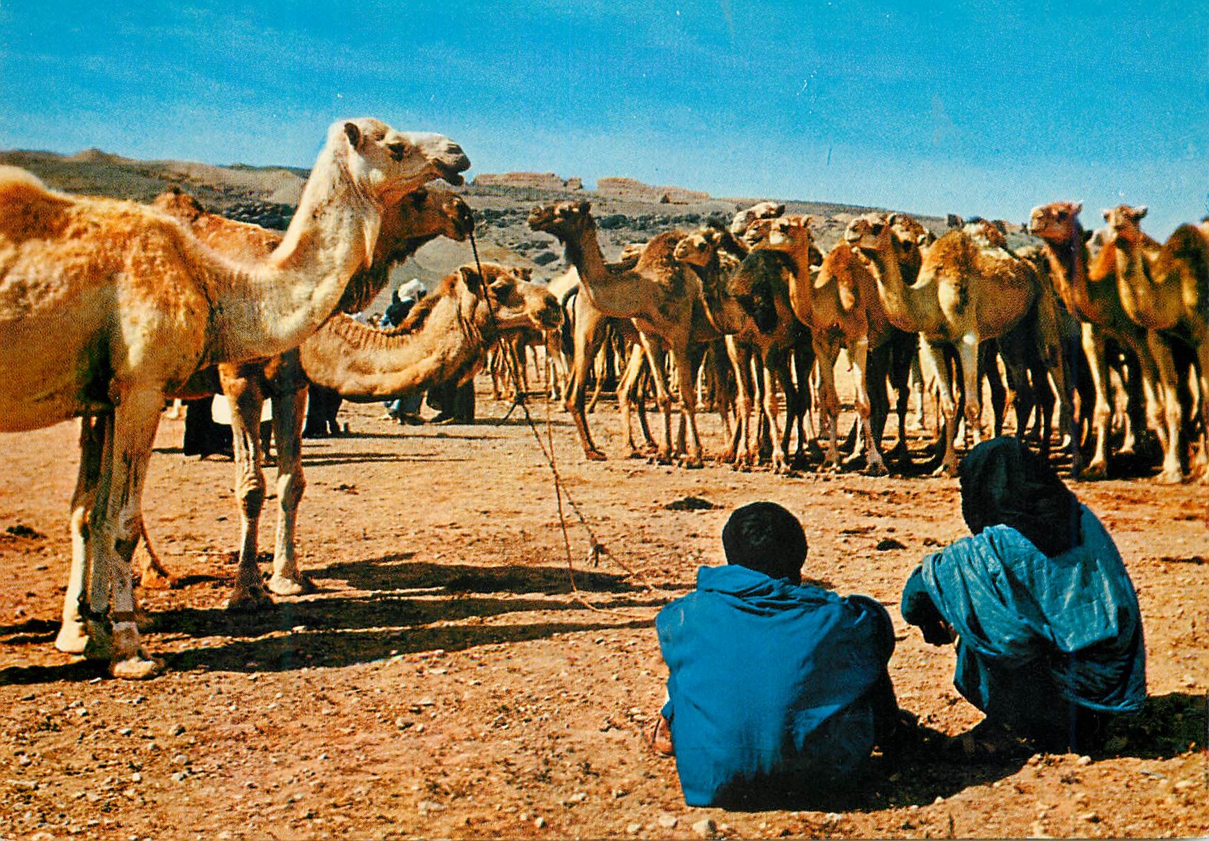CPM Sud marocain halte des chameaux au desert Chameaux